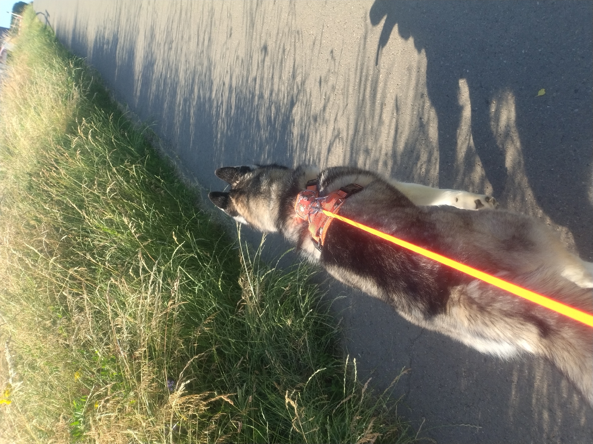 A Siberian husky, wearing an orange harness and an attached bright orange leash, walks away from the camera along a paved path. The dog's fur is a mix of black, gray, and white. To the left of the path is a dense area of tall, dry grass, illuminated by sunlight. The path itself is casting long shadows from unseen objects, one of which appears to be the shadow of a person holding the leash. The scene takes place in a suburban or semi-rural area, suggesting it could be a park or a trail in Crauthem, Luxembourg, given the context. The lighting indicates it is daytime, likely late afternoon due to the long shadows.