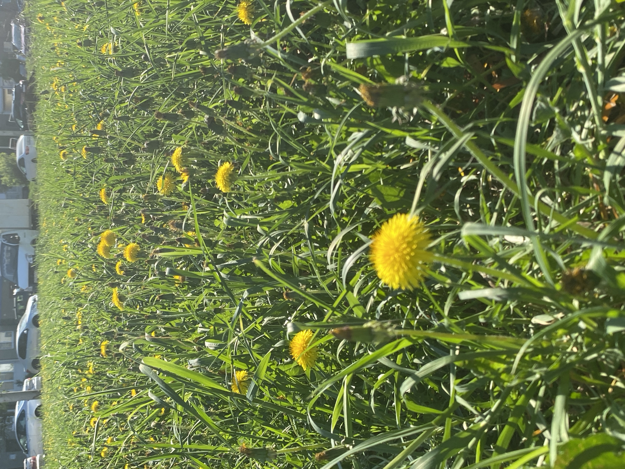 The image depicts a dense field of dandelions in full bloom, interspersed with tall green grass. Several cars are parked along the edge of the field, suggesting a roadside location, possibly in a park or residential area. Based on the location information provided (Марковский, Russia), the scene is likely a naturalized area within the urban or suburban environment of the city, where dandelions have been allowed to grow freely alongside maintained lawns. The lighting suggests a sunny day. There are no people visible in the image.
