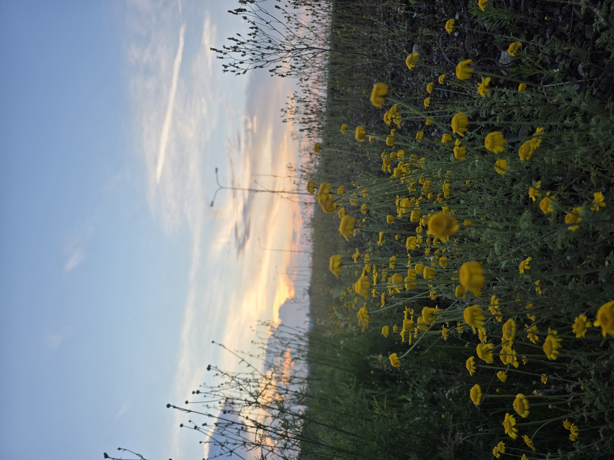 A vertical, low-angle shot captures a field of yellow wildflowers at dusk. The flowers are in the foreground and fill the bottom half of the image. Beyond them, tall, dry grasses and weeds stretch into the background, silhouetted against a pale blue sky with wispy clouds tinged orange and pink by the setting sun. A streetlamp is visible in the distance, on the right side of the frame. The scene is likely located in a natural or semi-natural area on the outskirts of Chaikovsky, Russia, given the presence of wildflowers and a streetlamp.