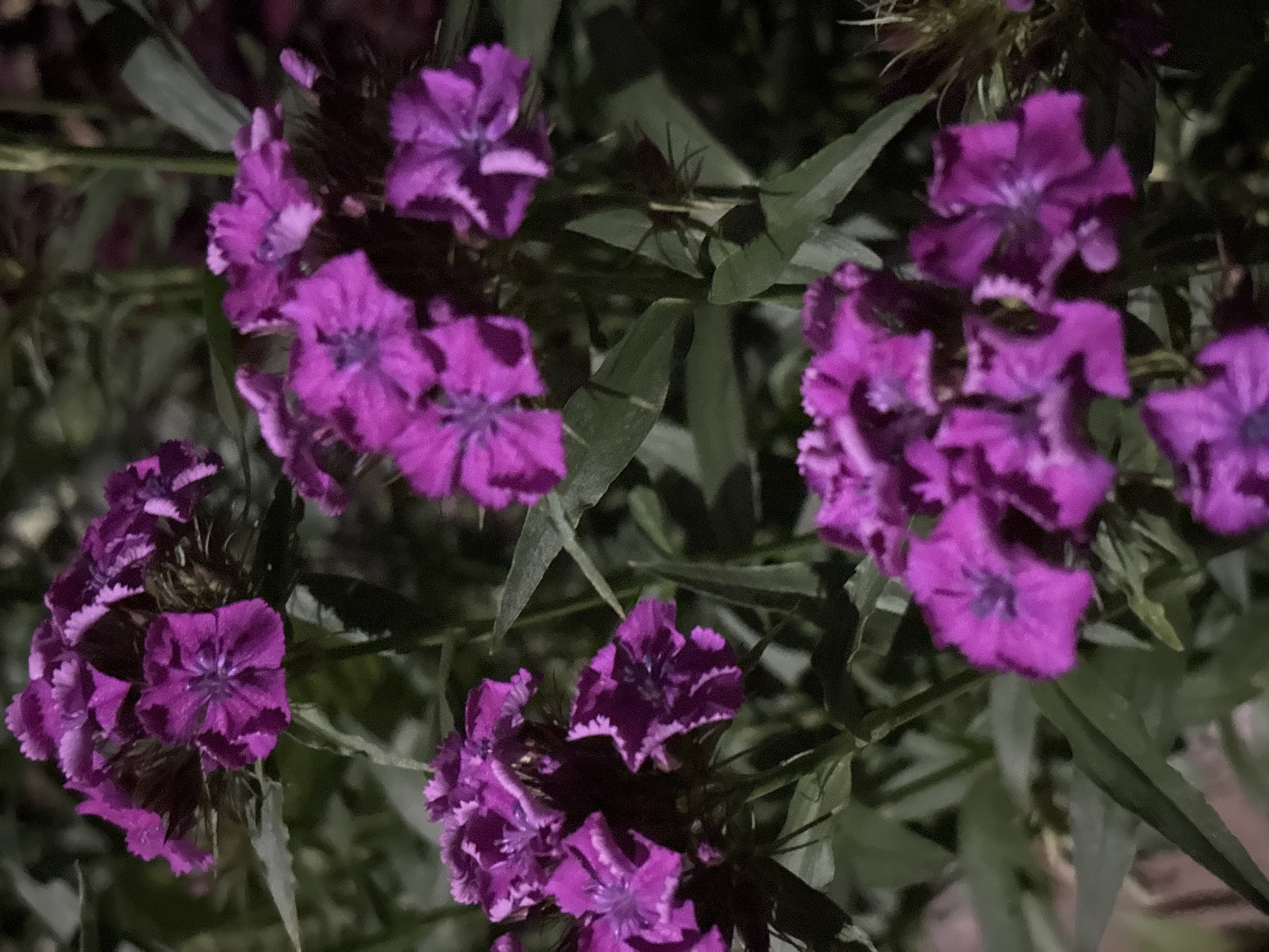 The image shows a cluster of vibrant purple flowers, likely Dianthus barbatus (Sweet William), in a garden setting. The flowers are in full bloom and are densely packed on their stems, with serrated petals that give them a delicate, frilly appearance. The background consists of dark green foliage, suggesting an outdoor environment, possibly a park or a private garden. The lighting in the image is dim, indicating it might be dusk or nighttime, with artificial light sources highlighting the flowers. There are no people or discernible human activity visible in the photograph. The scene appears to be a close-up shot, focusing entirely on the natural beauty of the flowers. There are no specific landmarks or indicators that would place this image in Chaikovsky, Russia, or any other specific city.