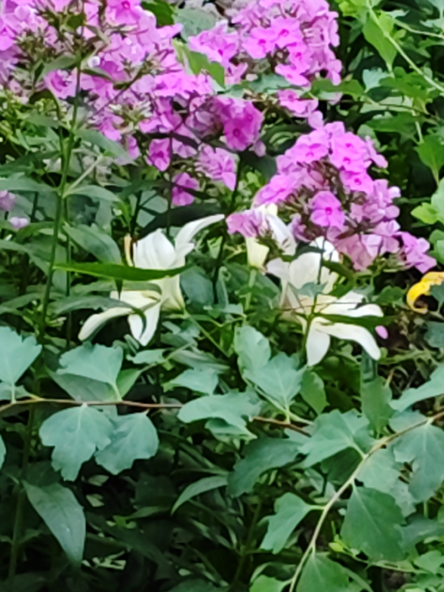 A close-up, vertical shot shows a garden bed with a mix of pink phlox flowers and white lilies, nestled amongst lush green foliage. The pink phlox flowers are densely clustered at the top and mid-right of the frame, with their delicate petals creating a vibrant splash of color. Two white lilies are positioned in the lower-mid section of the image, their elegant trumpet-shaped blooms facing upwards and outwards. The green leaves of various plants create a rich, layered backdrop, with some lighter green leaves in the foreground adding depth. A hint of a yellow flower is visible on the far right edge of the image, partially obscured by the greenery. The overall impression is one of a vibrant and blooming garden. This scene is located in the city of Боровский, Russia.