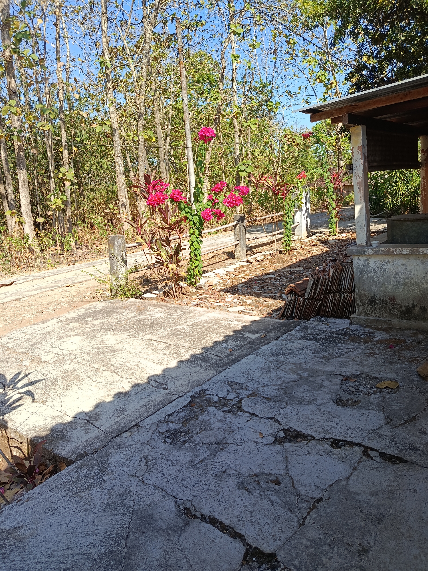 This image depicts an outdoor scene with a pathway in the foreground and a wooden structure with a roof to the right. The pathway is made of concrete and shows signs of wear and tear, with cracks and discoloration. Behind the pathway, a patch of red-leafed plants with bright pink flowers is visible, growing alongside thin tree trunks. In the background, a dense collection of trees with thin trunks and sparse leaves creates a natural backdrop under a clear blue sky. A stack of terracotta roof tiles is piled near the concrete structure. The scene appears to be located in a rural or semi-rural area, possibly a village or a residential property, and the presence of a pathway and a building suggests human habitation.
