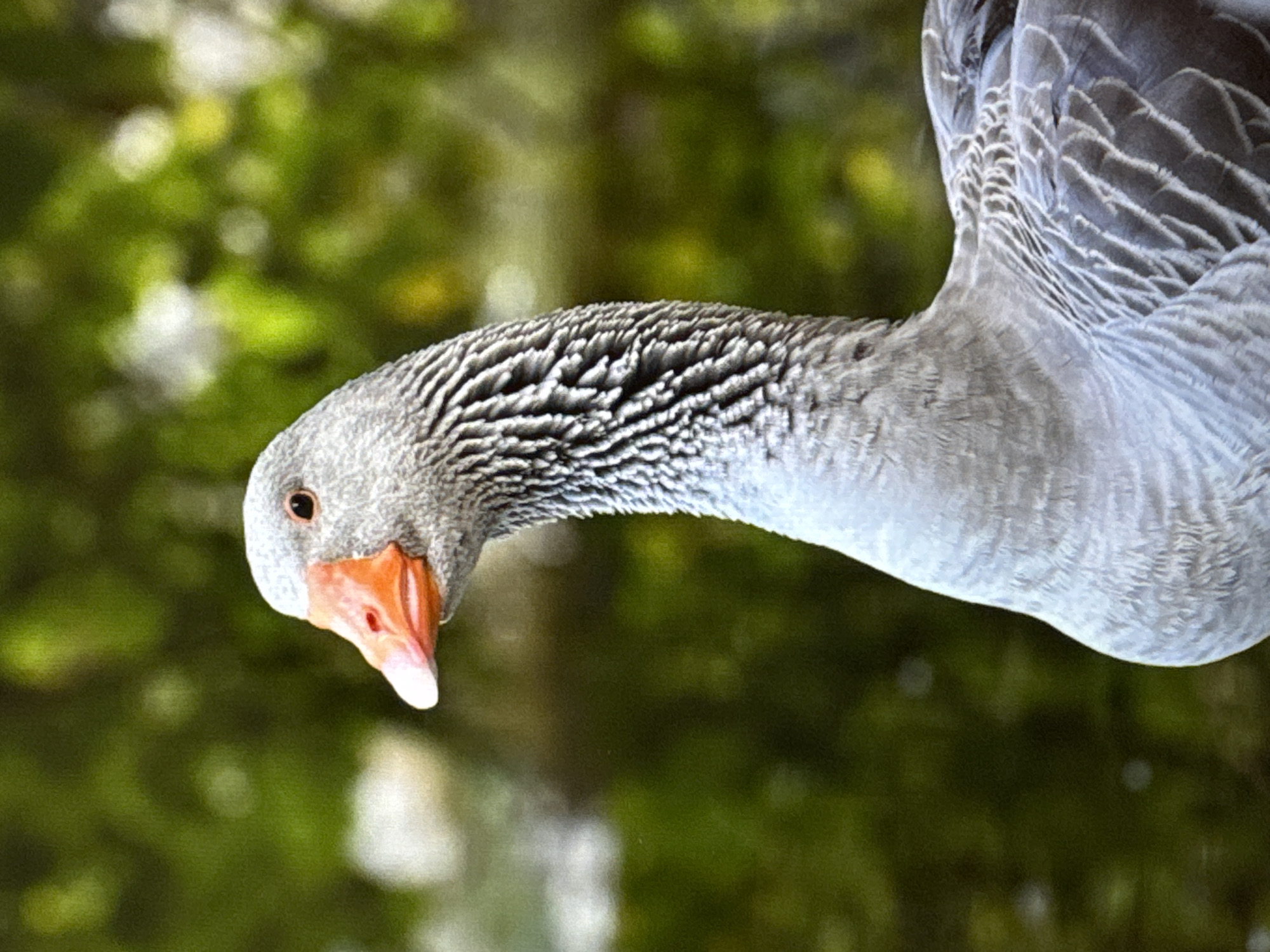A close-up, vertical shot shows the head and neck of a grey goose. The goose is facing left, with its orange beak prominent. The background is a soft blur of green foliage. The image is cropped to focus on the goose. This image was taken in Kallithea, Greece.