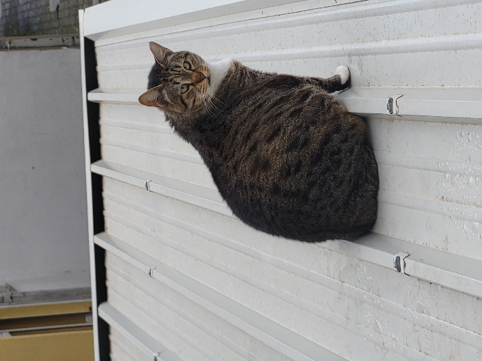 The scene is located in Budva, Montenegro. A robust domestic tabby cat, featuring a dark brown and black striped and spotted coat with a prominent white chest and a white patch on its left front paw, is sitting on a white corrugated metal roof. The cat has yellowish-green eyes and is looking directly towards the viewer. The roof surface exhibits distinct longitudinal ridges typical of corrugated metal, with small dark fasteners visible along the peaks of these ridges. The surface shows evidence of moisture, including visible water droplets or residue. In the background, above the roofline, partial sections of two building facades are visible: a yellow-cream colored wall to the upper left and a light grey wall to the upper right.