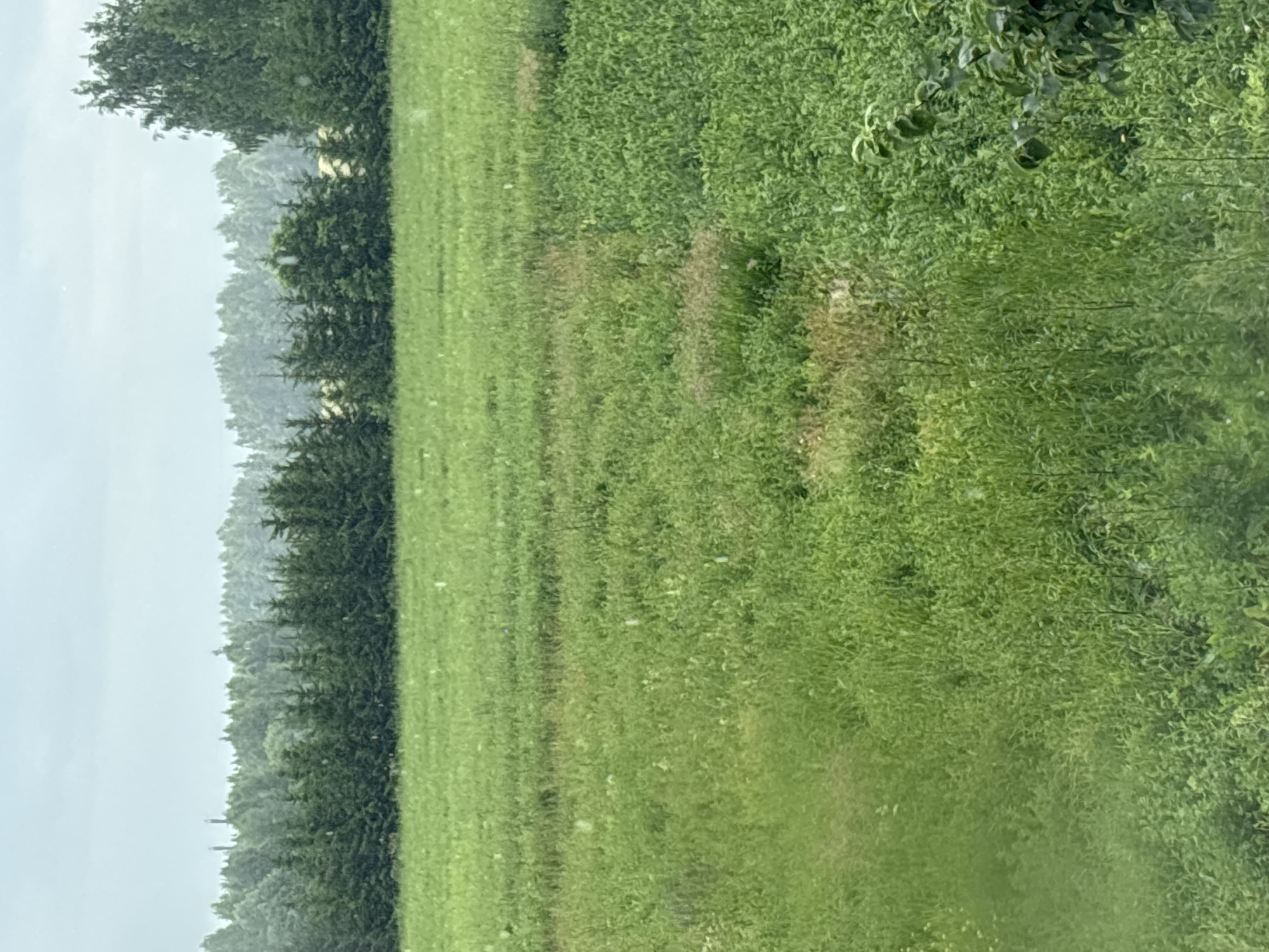 The image shows a rural landscape with a field of green grass in the foreground. In the background, there is a line of evergreen trees, some deciduous trees, and a hazy sky. There appear to be small white specks, possibly seeds or pollen, floating in the air. The overall impression is a natural, open environment, likely in a rural or suburban setting, which is consistent with the location of Новый Кинер, Russia, which is a village.