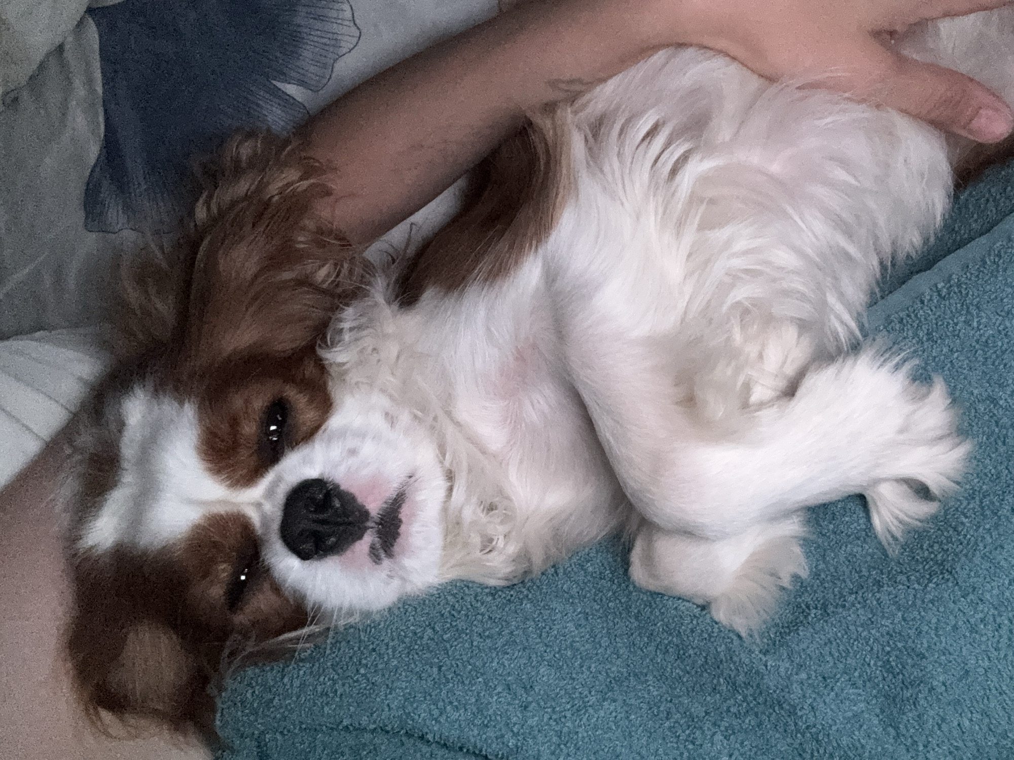 A Cavalier King Charles Spaniel dog is lying on its side on a teal textured surface, possibly a towel or blanket. The dog has brown and white fur with distinct brown markings on its head and ears, and white fur on its chest and legs. Its eyes are partially closed, giving it a sleepy or content appearance. A person's arm, with visible skin texture and a hint of a tattoo or mark, is gently resting on or holding the dog's body, suggesting a moment of comfort or closeness. The background is blurred, showing what appears to be bedding with a floral pattern in shades of blue and grey. The lighting is dim, creating soft shadows and highlighting the dog's fur. The scene is intimate and peaceful, capturing a relaxed moment between a pet and its owner. There is no indication of a specific location in a city.