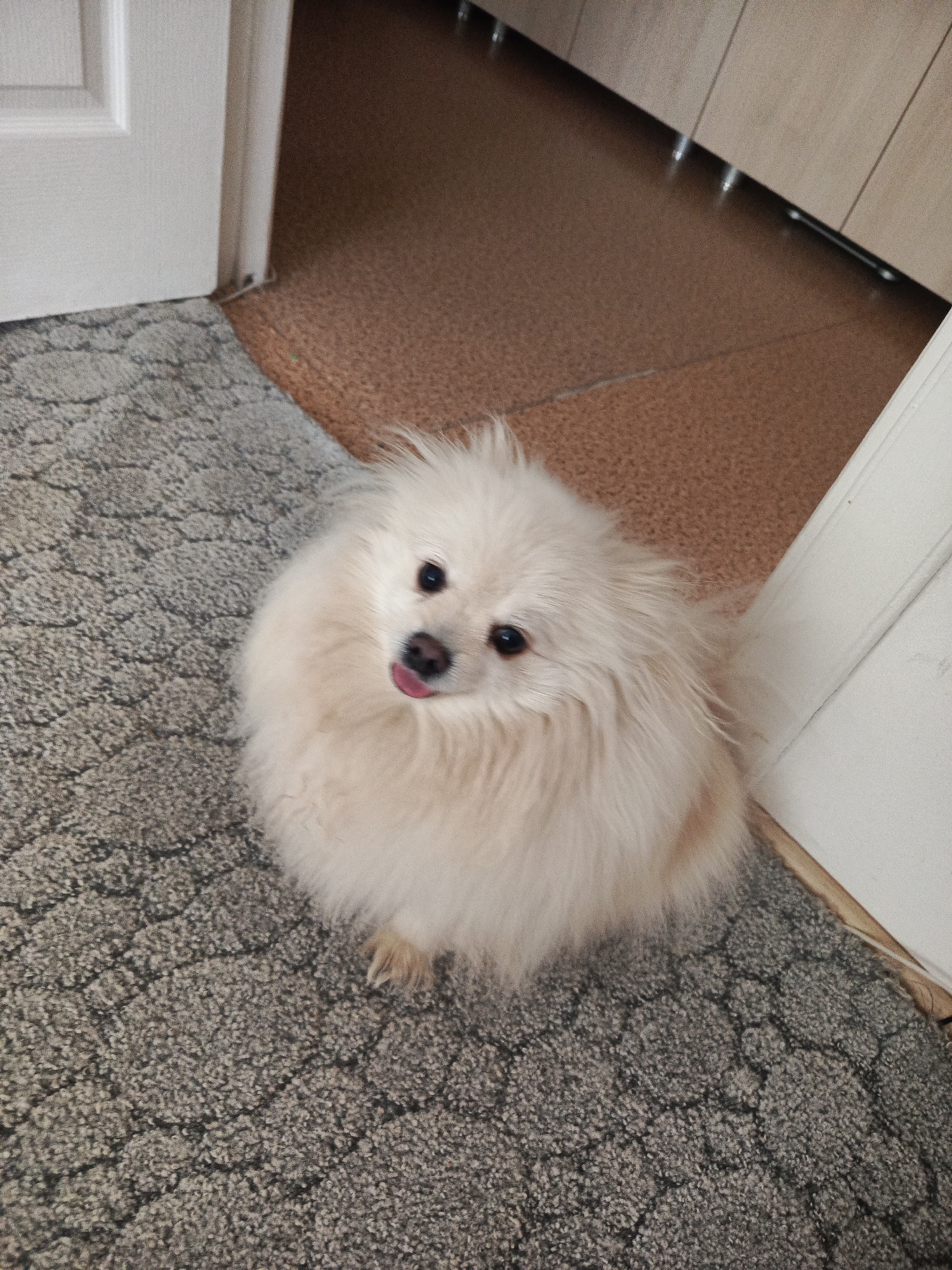 The media file captures an indoor scene featuring a small, fluffy, cream-colored dog, likely a Pomeranian or similar Spitz breed. The dog, with dark eyes and a dark nose, is positioned in the center, looking directly up at the camera with its pink tongue slightly extended, conveying a playful or curious expression.
The dog is situated on a grey, textured carpet with an abstract pattern. In the background, the flooring transitions from the carpet to a light brown hard floor, possibly tiled or linoleum. To the left, a portion of a white door or door frame is visible, while to the right, another white door frame or wall is present. Along the upper edge of the image, the lower sections of light-colored wooden cabinets or furniture can be seen. A thin white cable runs along the base of the wall near the right door frame. The lighting appears soft and even, suggesting an indoor daytime setting. There is no visible text in the image.