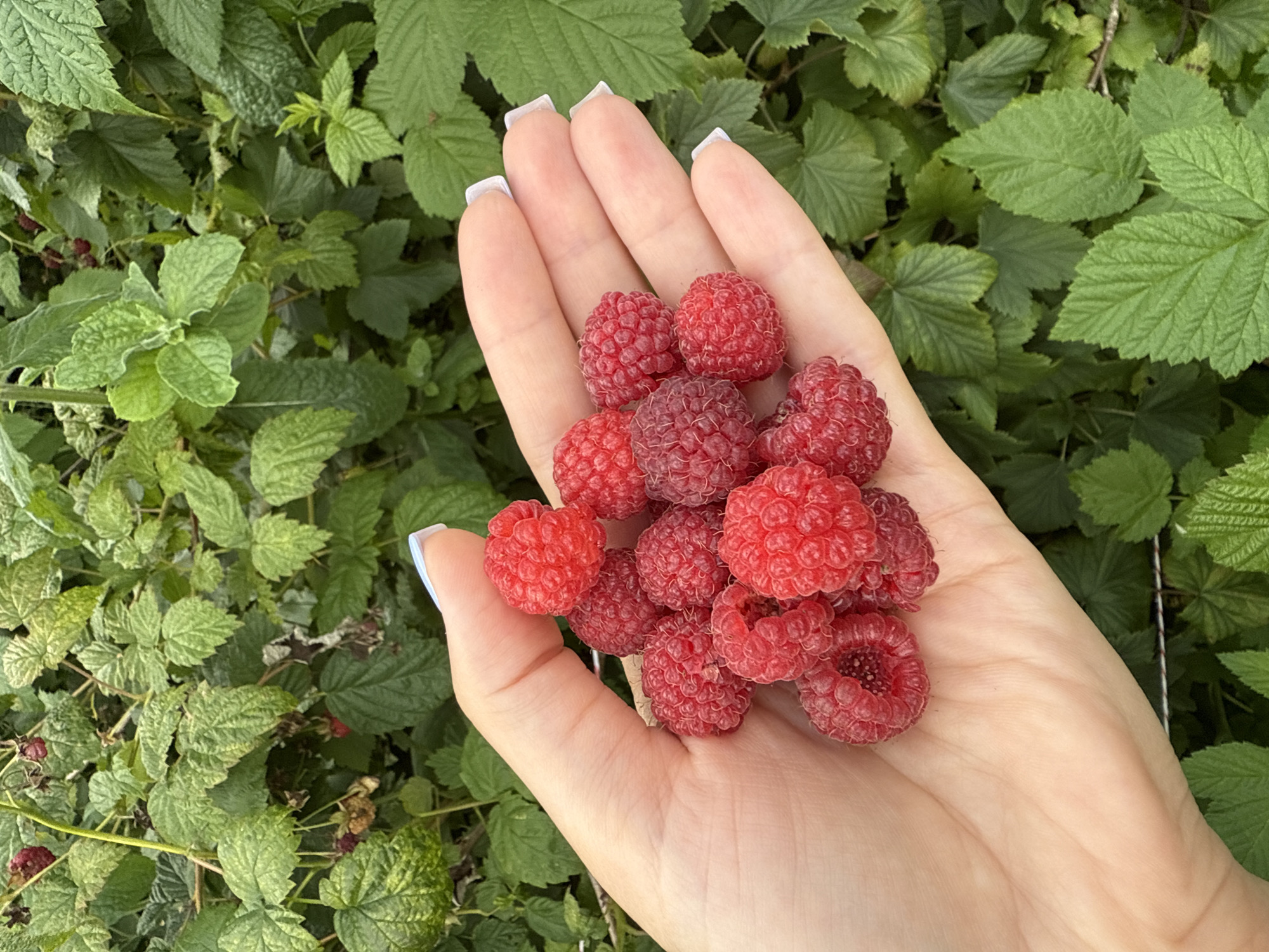 A close-up, overhead shot displays a person's open palm filled with ripe raspberries against a backdrop of lush green raspberry bushes. The hand, with its pale skin and light blue-painted fingernails, cradles a collection of vibrant red raspberries. The berries are varied in size and shape, some appearing plump and perfectly formed, while others show slight imperfections. The background is dominated by the dense foliage of raspberry plants, with a bokeh effect blurring the leaves and stems, creating a soft green canvas. The scene is shot outdoors, suggesting a natural, perhaps agricultural, setting. There is no visible indication of Mahilyow, Belarus, or any other specific city.