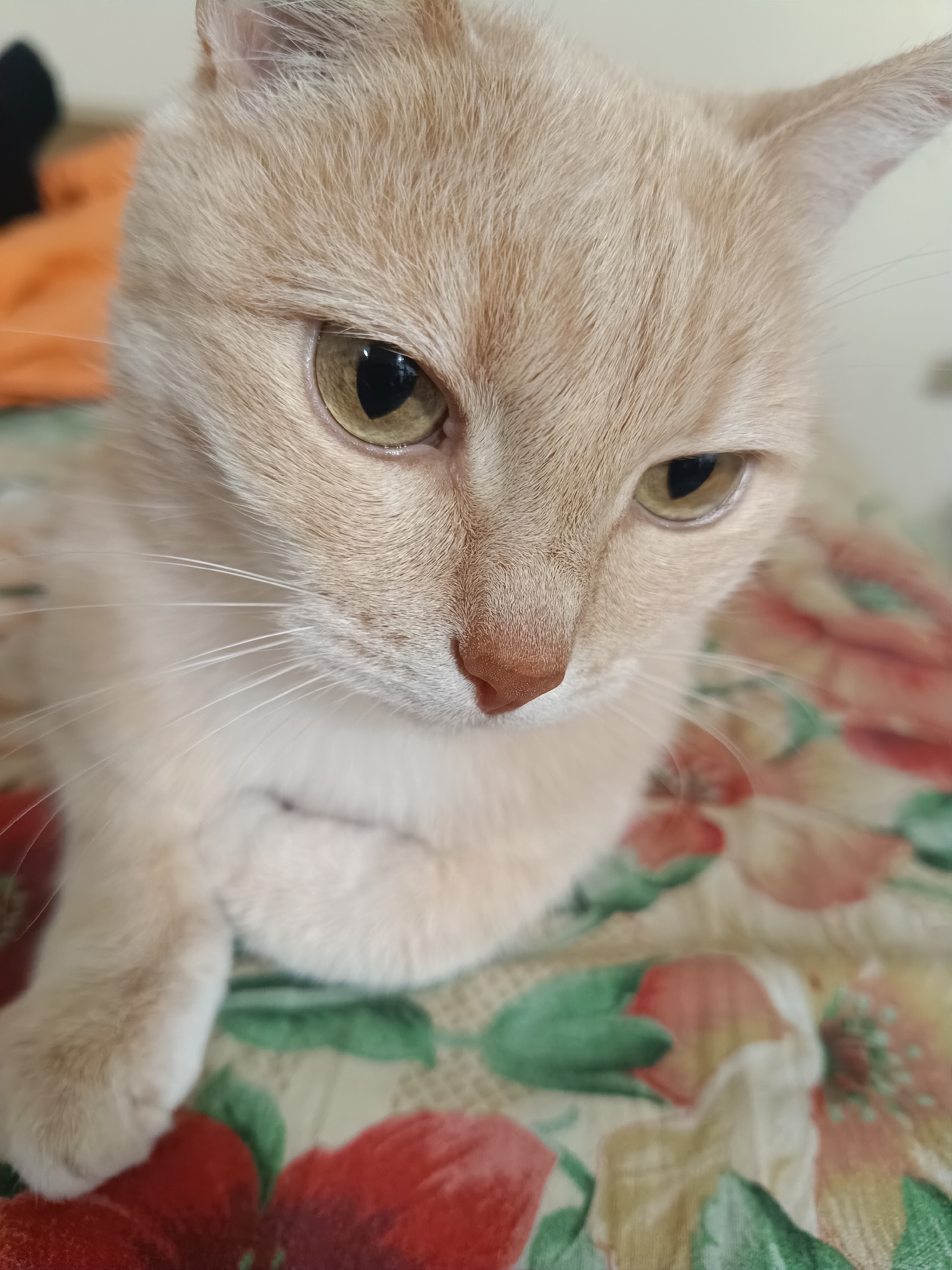 A close-up, eye-level, vertical shot captures a light-colored tabby cat's face and front paw resting on a floral-patterned surface. The cat has light orange fur, green eyes, and a pink nose. Its gaze is directed downwards and to the right. The background is blurred, with hints of orange fabric on the left and a light-colored wall on the right. The floral pattern on the surface includes red and green elements. The image does not depict any recognizable landmarks or features specific to Naberezhnye Chelny, Russia.