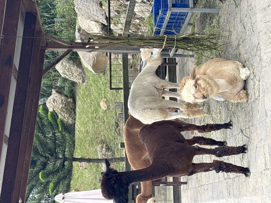 Three alpacas occupy the scene. One brown alpaca stands with a dark brown head, while another is a lighter brown. A recently shorn white alpaca is in the middle. A tan alpaca rests on the ground, facing the viewer. They are in an outdoor enclosure near a grassy area with large rocks. A metal structure with a blue crate and branches is nearby. The ground is paved.