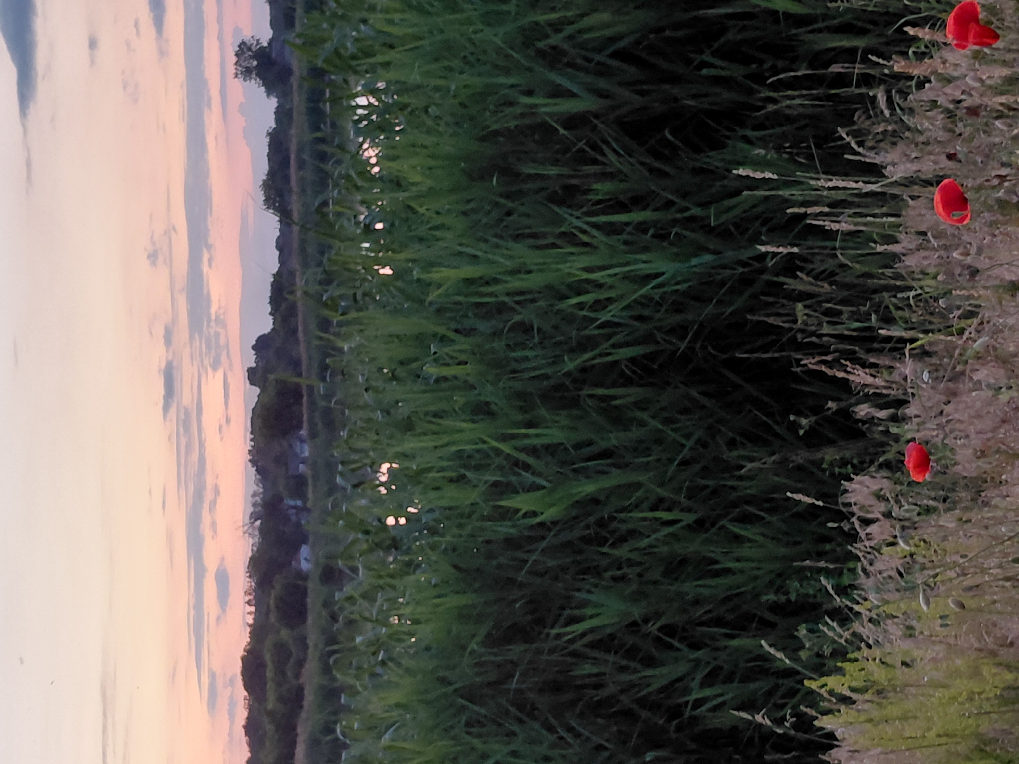 The image depicts a sunset scene in Ustyvytsia, Ukraine. In the foreground, a patch of dry grass and seed heads is dotted with three red poppies, two on the right and one on the left. Behind this, a dense wall of tall green grass or reeds stretches across the mid-ground, obscuring a body of water which reflects the pink and orange hues of the sunset. In the distance, a line of trees and some small buildings are silhouetted against the pastel-colored sky. The overall impression is one of a tranquil rural landscape at dusk.