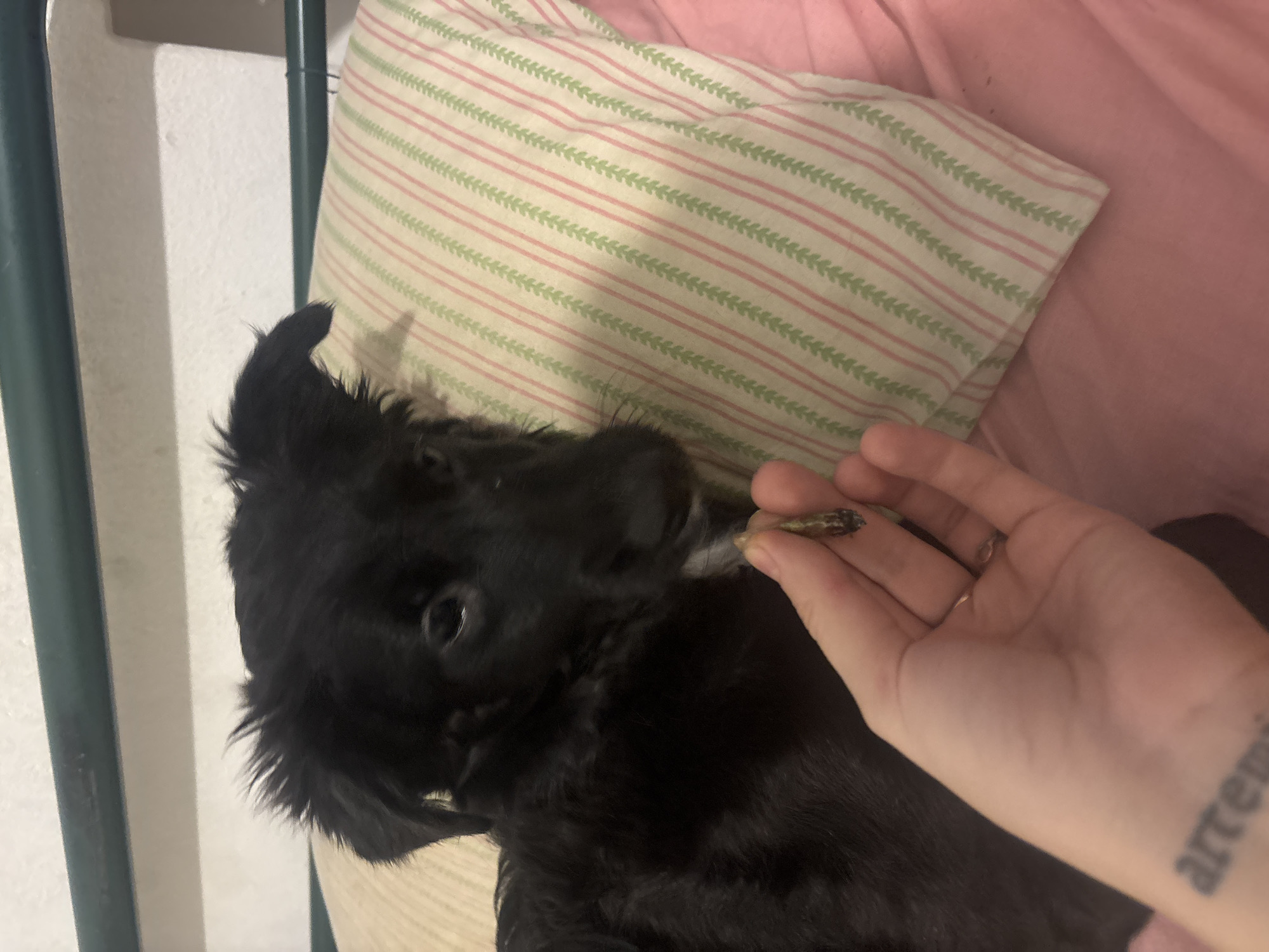 The image presents an intimate indoor scene, likely in a home in Buenos Aires, Argentina, featuring a black dog and a human hand. A small, fluffy black dog, possibly a puppy, occupies the left side of the frame, lying down and looking upwards with curious eyes towards a hand extending from the right. The hand is holding a small, rolled item, resembling a hand-rolled cigarette or joint, pinched between the thumb and forefinger.
The dog rests on a light-colored surface, next to a pillow with a cream background, adorned with thin pink stripes and a repeating green leafy vine pattern. A soft pink sheet or blanket is visible behind and beneath the pillow. To the far left, a dark vertical pole, possibly part of a bed frame or other furniture, stands against a plain white wall.
A tattoo is partially visible on the person's inner wrist, showing the text "artemi", with the final part of the word cut off. The overall lighting suggests an indoor setting, potentially in the evening or at night. The dog's expression conveys curiosity and attentiveness towards the object in the hand. No specific outdoor or weather conditions are discernible from the image.