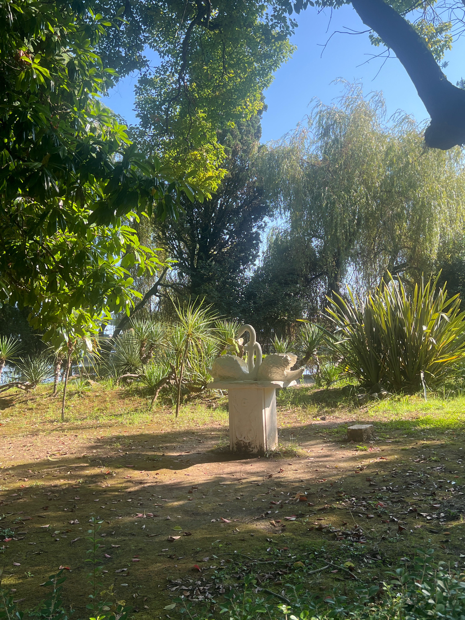 The image depicts an outdoor scene in a park-like setting, possibly New Athos, Abkhazia, on a sunny day. The foreground is dominated by a white stone pedestal topped with a statue of two swans intertwined. To the left of the pedestal, lush green foliage from a large tree creates a canopy, with sunlight filtering through its leaves. Behind the statue, there are several yucca plants with spiky, green leaves and a large, bushy plant with similar foliage to the right. Further in the background, a weeping willow tree with long, drooping branches is visible, along with other dense green trees and the clear blue sky. The ground is a mix of dirt and sparse grass, scattered with fallen leaves. The lighting suggests it is daytime, with shadows cast on the ground. There are no people or animals visible in the frame. The overall impression is one of a tranquil, overgrown garden or park.