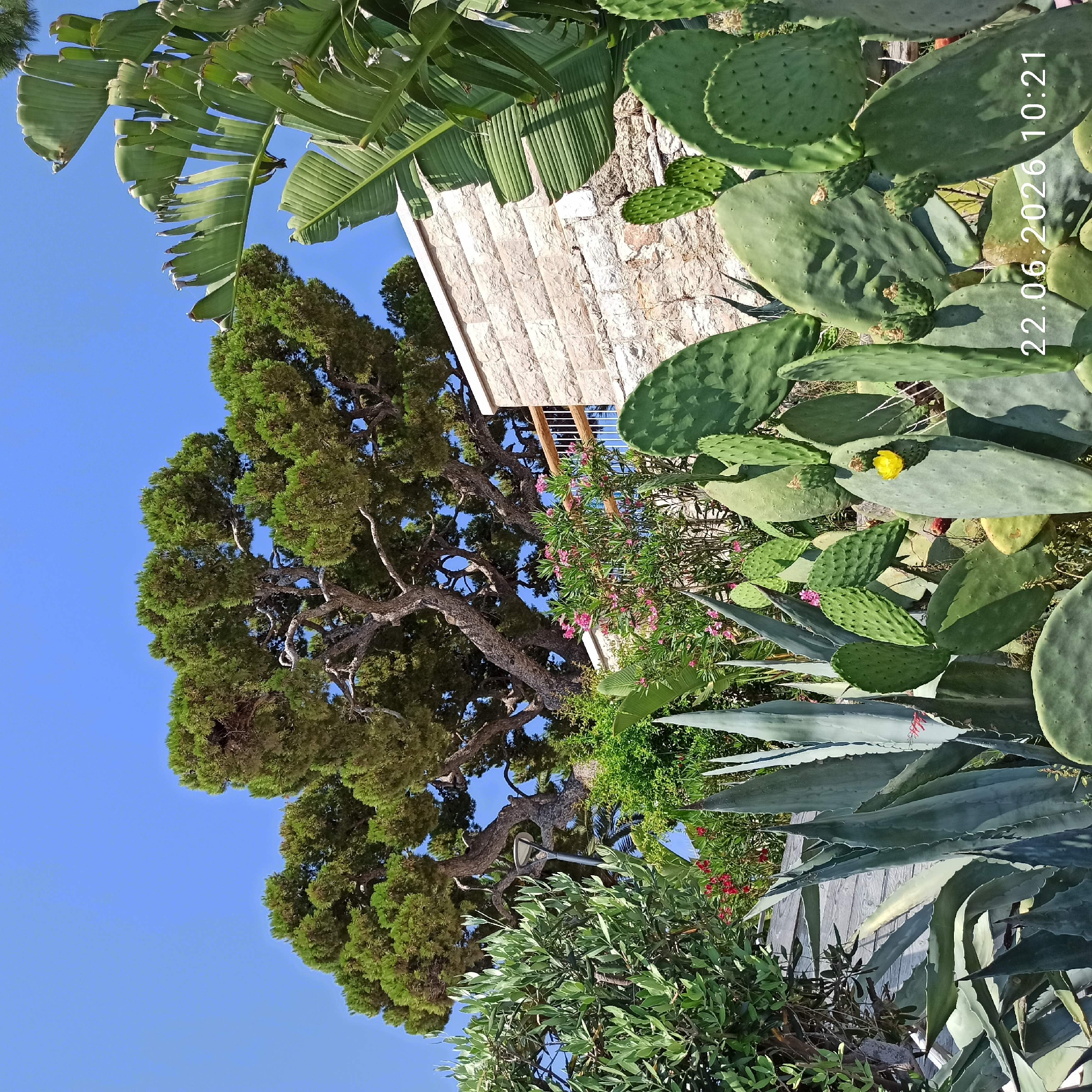 This image shows a lush garden with various types of plants, including cacti, agave, and flowering bushes, in front of a stone building. A large pine tree is visible in the background, with a clear blue sky above. The overall scene suggests a sunny day in a Mediterranean climate. The presence of a stone building with a balustrade hints at a residential or commercial property, possibly with a view or outdoor space. The plants indicate a warm, dry environment, common in southern Italy. The watermark "22.06.2026 10:21" in the lower right corner suggests the image was taken on June 22, 2026, at 10:21 AM. Without further context or identifiable landmarks, it is impossible to definitively pinpoint the exact location within Trani, Italy. However, such a garden setting is characteristic of many properties in the region, particularly those near the coast or in areas with traditional architecture.