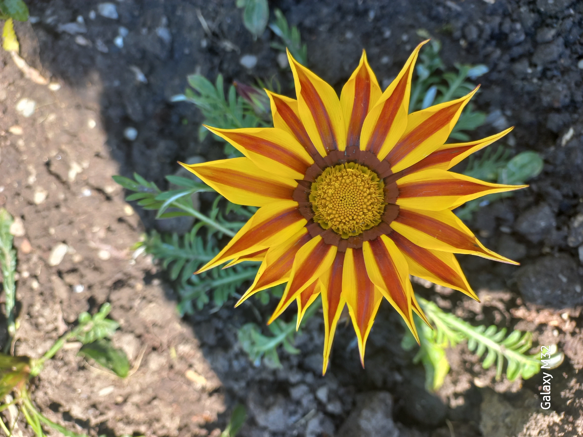 The image shows a top-down view of a single gazania flower in bloom. The flower has yellow petals with brown stripes and a brown center with yellow pollen. The surrounding area is dark soil with sparse green foliage. The image appears to have been taken in an outdoor garden setting. There is no indication that the image was taken in Sochi, Russia.