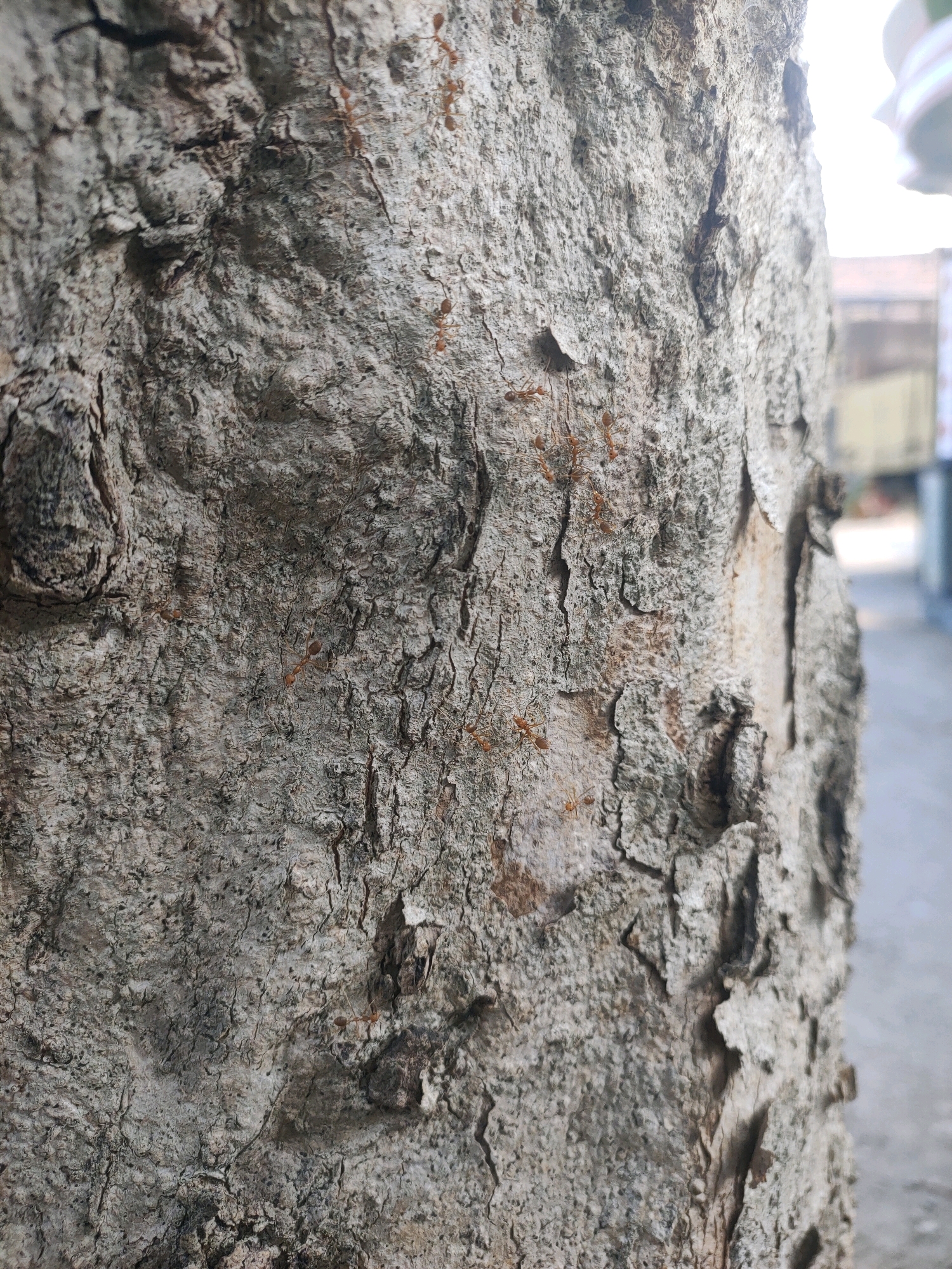 A close-up, eye-level, medium shot captures the textured bark of a tree. Several small, reddish-brown ants are visible, crawling across the rough surface of the bark. The bark itself is a light gray with deep crevices and an irregular pattern. In the background, the scene is blurred, showing hints of a street or pathway and buildings, suggesting an outdoor, possibly urban, environment. The lighting appears natural, with the sun casting subtle shadows on the bark. The image was taken in Plemahan, Indonesia.