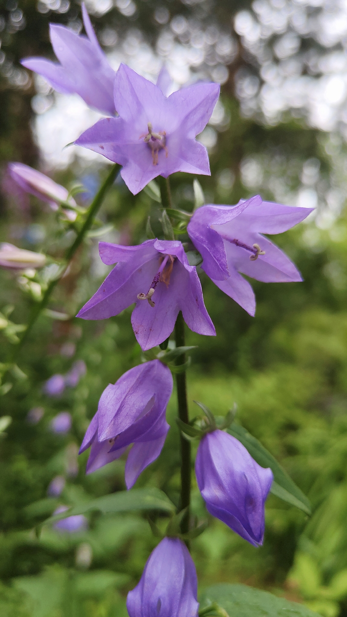 A vertical, close-up, eye-level shot captures a cluster of purple bell-shaped flowers in bloom, set against a softly blurred green background. The flowers are predominantly lavender to violet in color, with some exhibiting a lighter hue. Several flowers are open, revealing delicate stamens within their bell-like structure. Other buds are still closed, hinting at future blooms. The stem and leaves of the plant are a vibrant green. The overall scene suggests a natural outdoor setting, likely a garden or park. There are no people or man-made objects visible in the image, and the focus is entirely on the flora. The composition emphasizes the beauty and delicate nature of the flowers. The location is unknown, but if it were in Krasnoyarsk, Russia, it would be a common sight in the city's botanical gardens or natural green spaces during the blooming season.