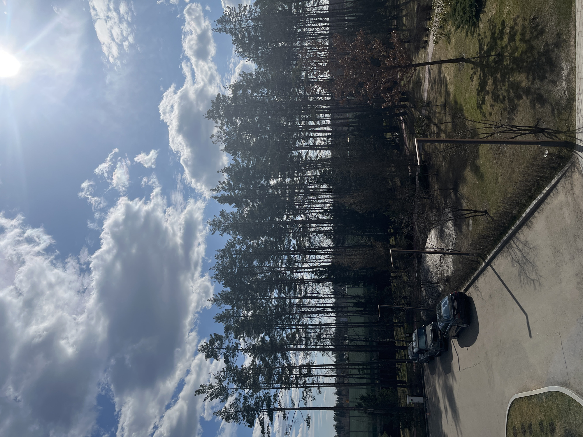 The image shows an aerial view of an area in Zhavoronki, Russia. A dense row of tall pine trees dominates the center of the frame, their silhouettes contrasting against a bright blue sky filled with fluffy white clouds. The sun is visible in the upper left corner, casting a bright glare. To the right of the trees, there's a grassy area with scattered bare trees and what appears to be the edge of a building. In the foreground, a paved area is visible, where four cars are parked in a row, casting long shadows. Modern lampposts stand between the grassy area and the pavement.