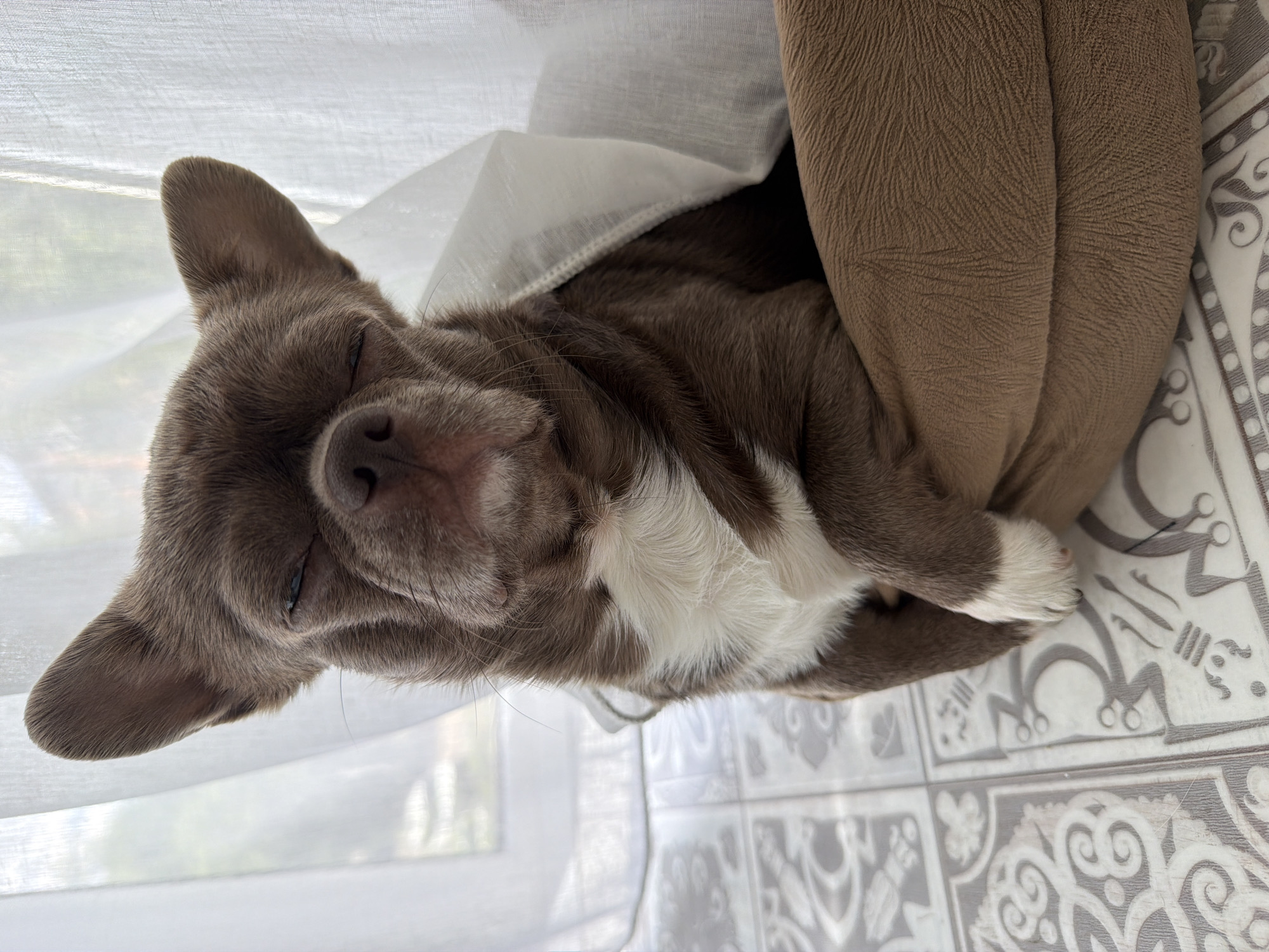 A close-up, vertically oriented photograph captures a small, brown and white dog, likely a Chihuahua, in a state of rest or sleep. The dog's fur is a rich medium brown, complemented by distinct white markings on its chest and the tips of its paws. Its eyes are gently closed, conveying a sense of peace and relaxation.
The dog is nestled against and partially covered by a soft, white, sheer fabric, which resembles a curtain or light blanket, creating a cozy enclosure. To the dog's right, it is supported by a textured, brown, upholstered object, possibly a pet bed or cushion, featuring subtle, embossed patterns.
Behind the white fabric, diffuse bright light suggests a window during daytime, casting a soft, even illumination on the scene. The foreground and bottom-right of the image reveal patterned floor tiles. These tiles are adorned with intricate, swirling gray and white designs, suggesting an indoor domestic setting. The dog's head is positioned towards the upper left of the frame, with its body extending downwards, resting on its side. No text is visible in the image. The scene depicts a moment of quiet comfort within a home in Votkinsk, Russia.