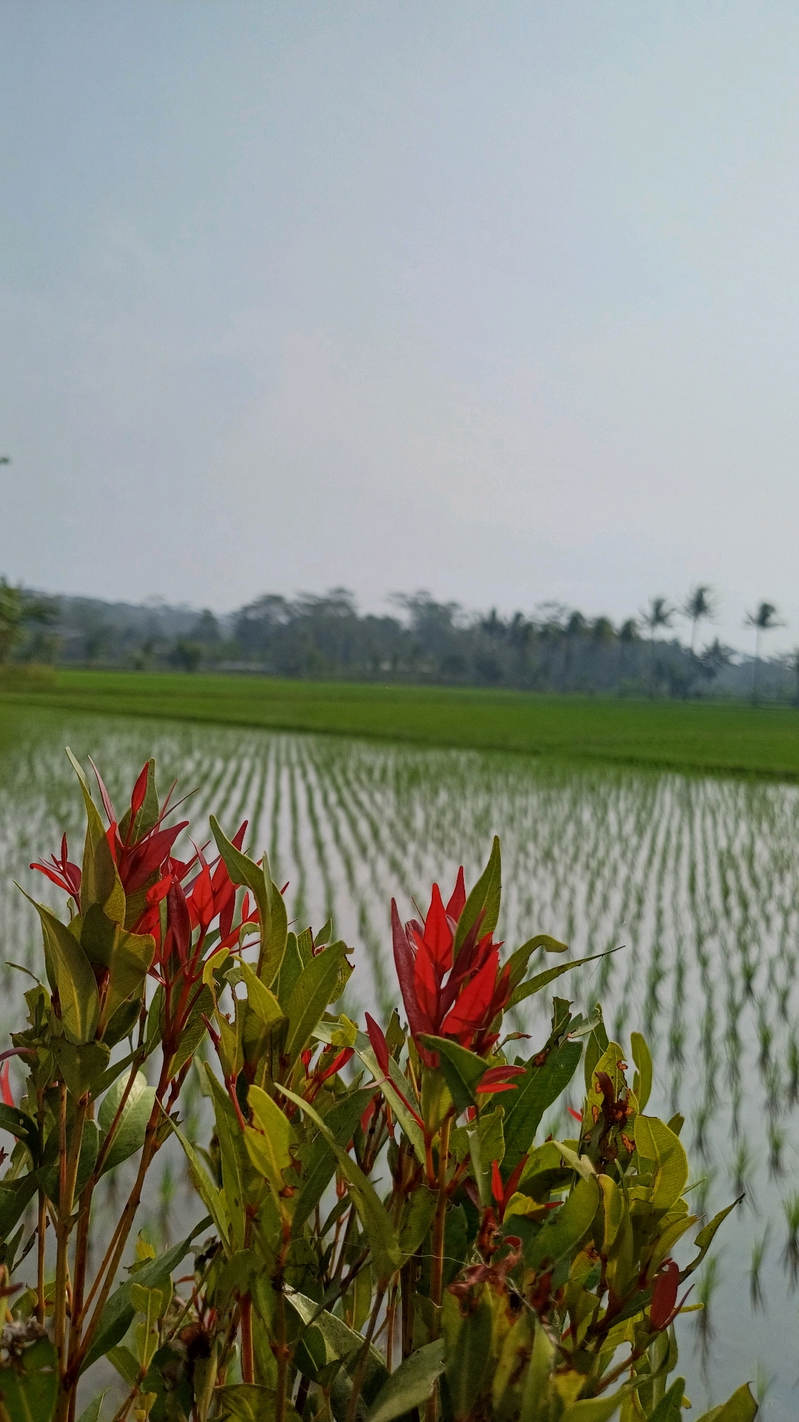 In Mlobo, Indonesia, an image captures a close-up view of red and green foliage in the foreground, with a vast, flooded rice paddy field stretching out into the background. The sky above is a pale, hazy blue, suggesting an overcast or early morning atmosphere. The rice paddy displays distinct rows of young rice plants, their stems submerged in water, creating a pattern of light and shadow that reflects the muted sky. The horizon is lined with a dense band of trees, with a few palm trees visible among them, indicating a tropical or subtropical rural landscape. The overall scene conveys a sense of tranquility and the natural beauty of the Indonesian countryside.