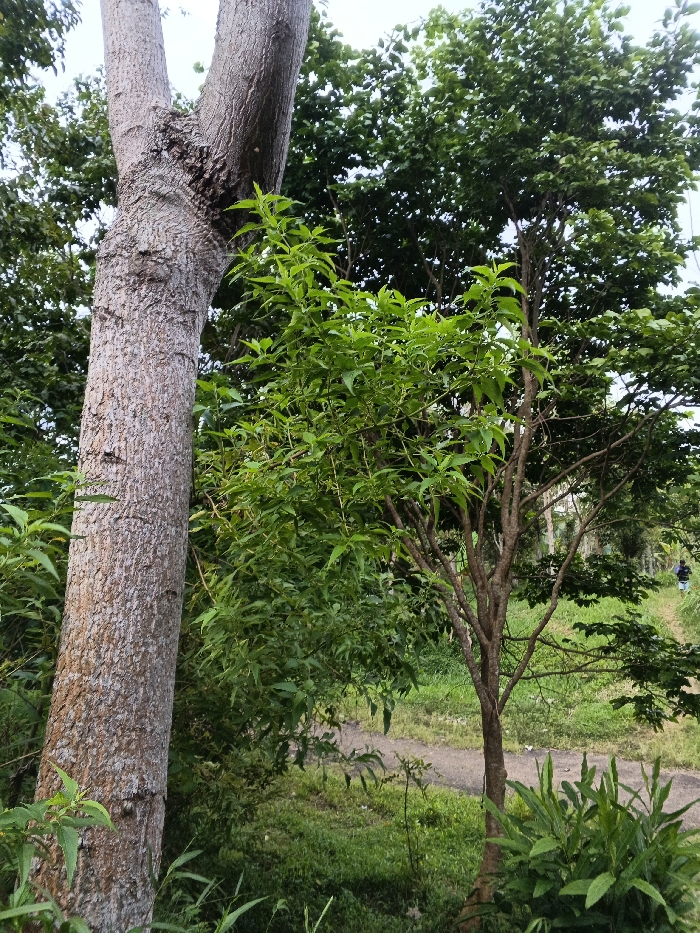 The scene depicts an outdoor natural environment in Mianyang, China. In the foreground and midground, dense vegetation is prominent. A large tree, characterized by light brown, textured bark, stands vertically on the left side of the frame, bifurcating into two main trunks approximately halfway up its visible length. To the right of this large tree, a smaller tree with multiple slender, dark brown trunks and bright green foliage is present. Additional green shrubs and undergrowth occupy the lower portion of the frame and extend into the background.
A narrow, unpaved dirt path, light grey-brown in color, originates in the midground on the right and curves towards the background, ascending slightly. In the distant background, a single human figure is visible on this path. The individual is facing away from the camera, wearing dark-colored trousers and a light-colored top. The sky overhead is bright and overcast, providing diffused illumination to the scene. No specific actions or interactions beyond the individual's presence on the path are discernible.