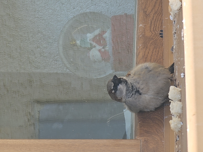 A house sparrow (Passer domesticus) is perched on the exterior side of a light-brown wooden window sill in Donchevo, Bulgaria. The bird displays grey and brown plumage, with a prominent black bib, and its body appears slightly puffed as it faces left. To its immediate left on the sill are several irregular pieces of white bread and scattered dark and white particulate matter. The scene is viewed through a clear glass window pane. Behind the pane, on an interior window sill, rests a snow globe with a reddish-brown base. Inside the globe are miniature figures of two red-suited individuals, one identifiable as Santa Claus, and a green Christmas tree topped with a yellow star. The background visible through the window consists of a textured, light-colored wall surface. Daylight illuminates the scene.