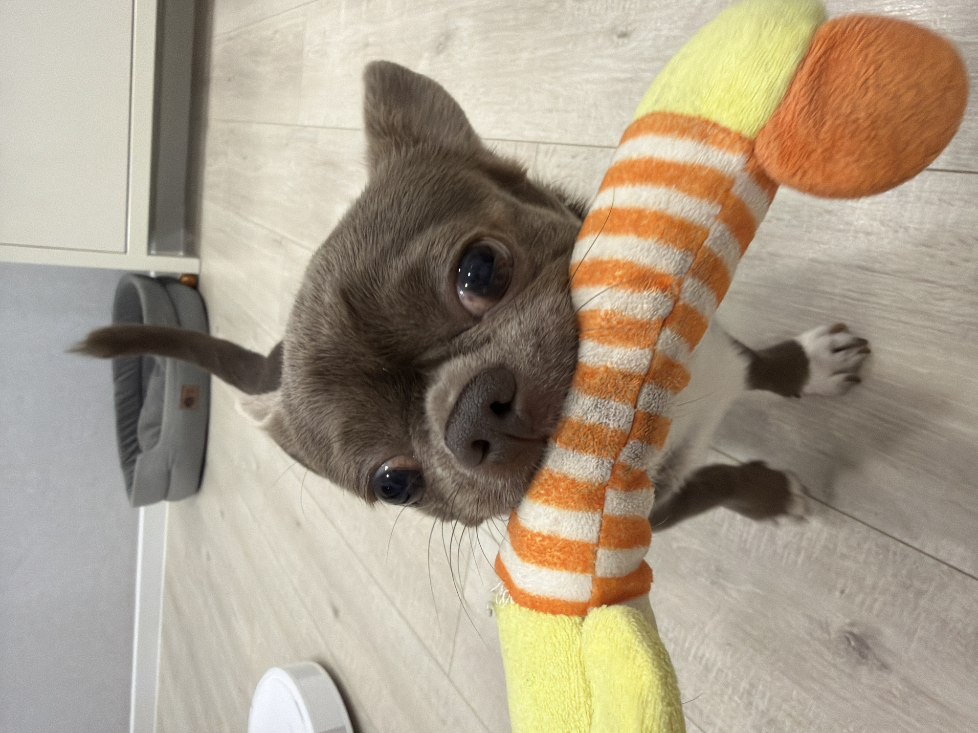 A small, gray-brown dog, resembling a Chihuahua, is captured in a close-up, downward-angled shot indoors in Votkinsk, Russia. The dog's head is tilted, and its large, dark, expressive eyes gaze directly at the camera. Its nose is dark, and whiskers are visible. One ear is perked up. The dog is holding a plush toy that features yellow, orange, and white colors. The main body of the toy has orange and white horizontal stripes, with a yellow section at one end and a round, orange part at the other. The dog's front paws, which are white with some brown markings, are partially visible near the toy.
The setting is an interior space with a light-colored wooden or laminate floor. In the blurred background, a light-toned cabinet or piece of furniture is visible to the left, along with a gray fabric pet bed underneath it. A small, white, round object is also partially visible on the floor to the bottom right. The lighting suggests an indoor environment, and the dog appears curious and playful, engaged with its toy. There is no visible text in the image.