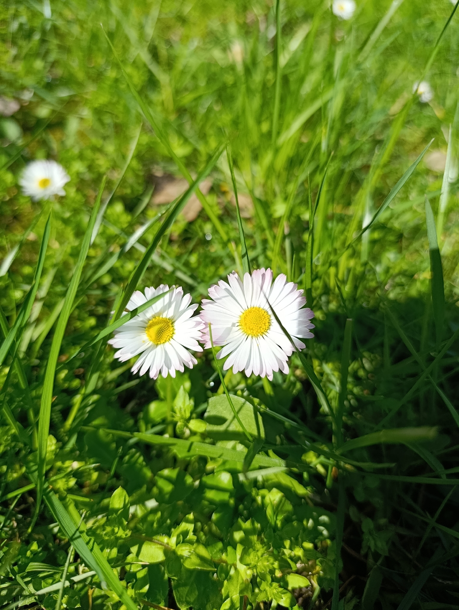 The image shows two daisies in focus amid tall green grass and other vegetation. A third daisy is slightly out of focus in the background on the left side. The daisies have white petals with a hint of pink at the tips and yellow centers. The scene is brightly lit, suggesting a sunny day. The location is unknown and there are no people present.