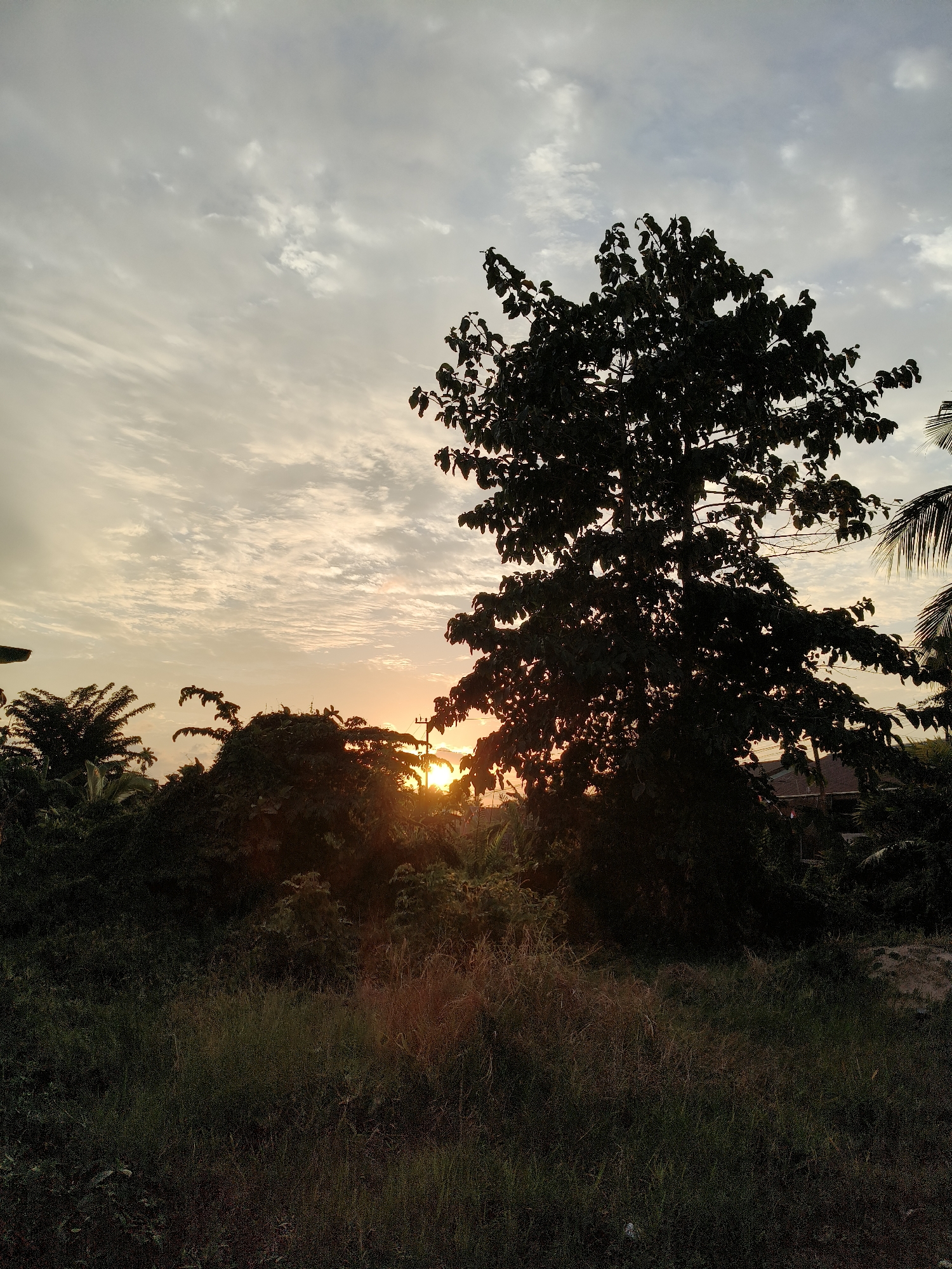 The image depicts a silhouetted scene of dense foliage and trees against a cloudy sky at sunset. The sun is partially obscured by vegetation in the lower center, casting a warm glow on the clouds. In the foreground, tall grasses and low-lying bushes are visible, their textures detailed in the dim light. A prominent tree with dark leaves stands to the right of the frame, its branches reaching upwards. The overall impression is one of a natural landscape at dusk. The location is identified as Mariat Pantai, Indonesia. There are no people or discernible human activity in the image.