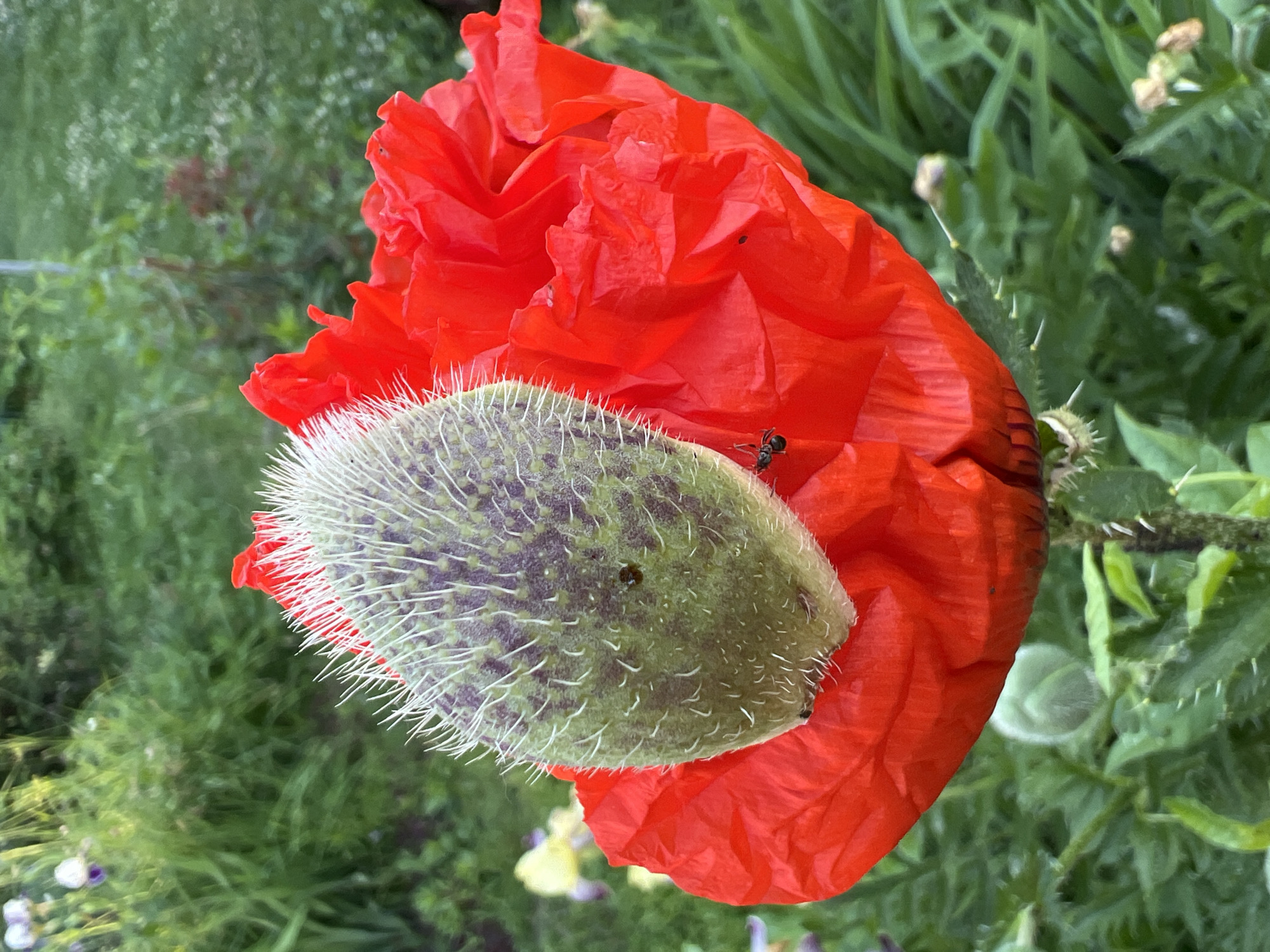 A close-up, vertical shot captures a vibrant red poppy in full bloom, its petals unfurled. A prominent, spiky green seed pod rests on top of the flower, contrasting with the soft petals. A small black ant is visible on the poppy's petals, to the left of the seed pod. The background consists of lush green foliage and out-of-focus plants, suggesting an outdoor garden setting. The location, Mochische, Russia, is not visually discernible from the image itself.