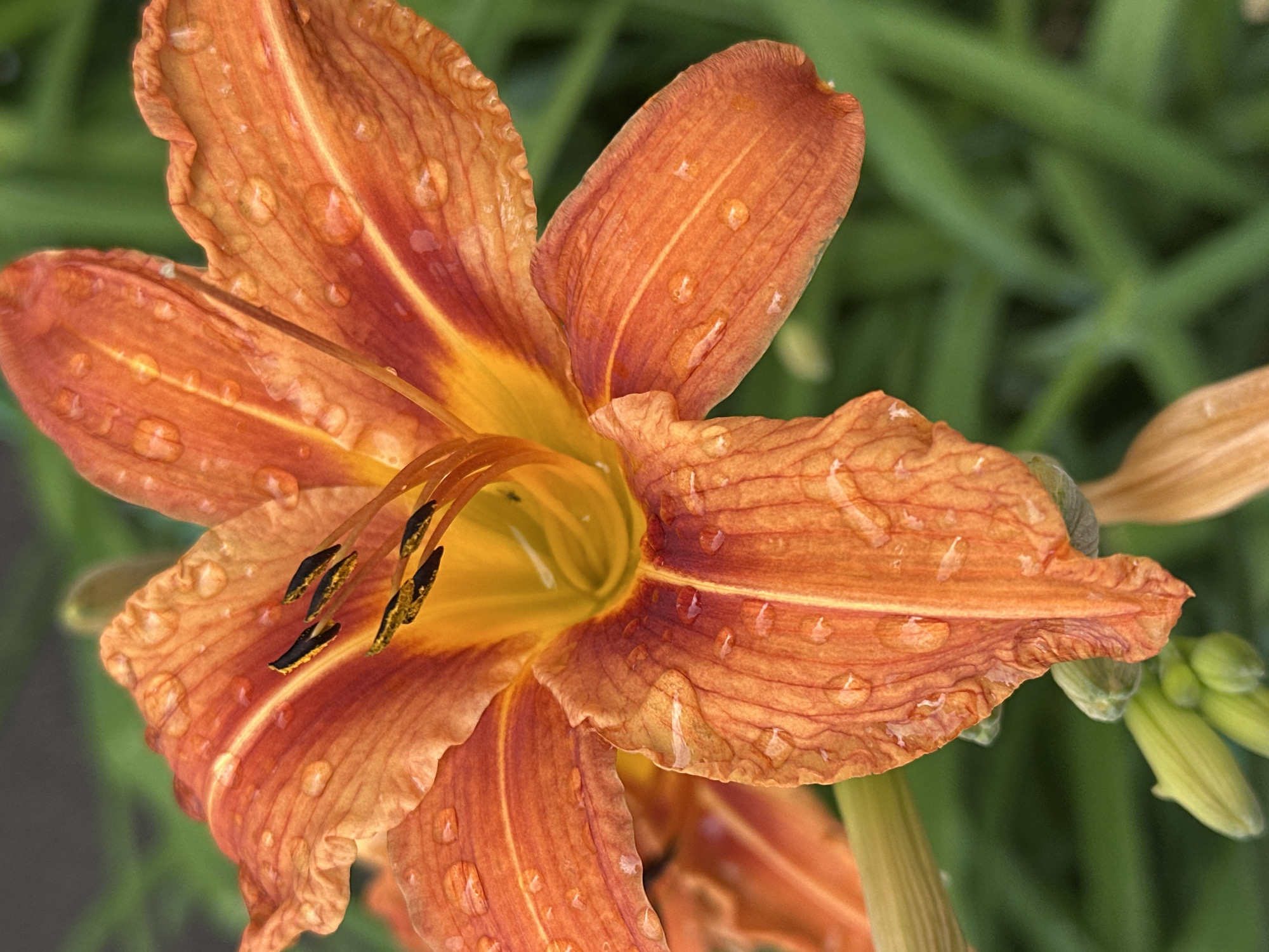 An extreme close-up shot focuses on an orange daylily with water droplets scattered across its petals. The flower's stamens are visible in the center, tipped with dark anthers. The background is a blur of green foliage. The image was captured on May 20, 2024, at 08:21 in Podolsk, Russia.