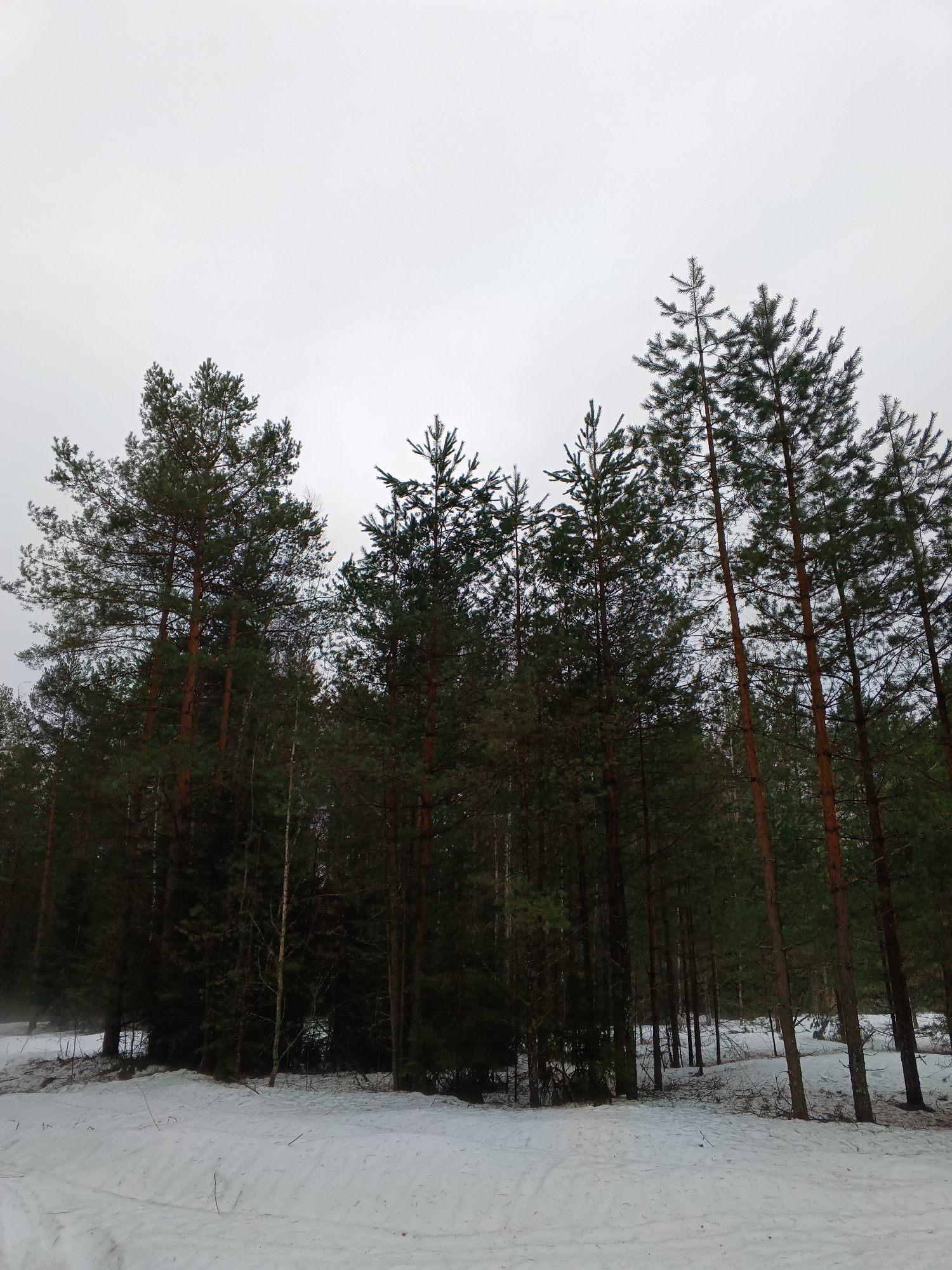 The image depicts a winter scene in a forest. The ground is covered in snow. Several coniferous trees, primarily pine trees, are visible in the foreground and middle ground. Some smaller, thinner trees are also present amongst the pines. The trees' trunks are brown, and their needles are green. The sky is overcast and gray. The location is Красный Маяк, Russia, based on external information. No people or animals are visible in the image.