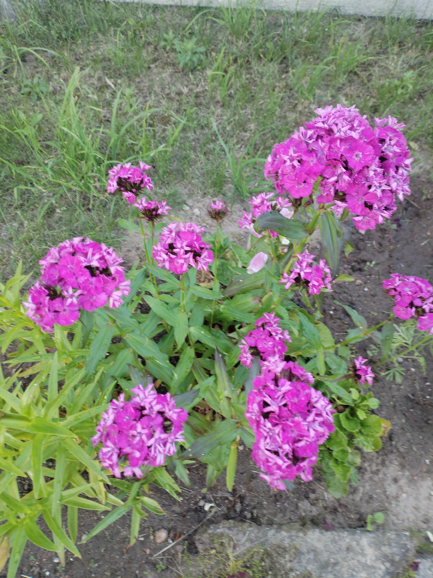 The image shows a cluster of vibrant pink flowers in a garden setting. The flowers are in full bloom, with their petals fanned out in a delicate, intricate pattern. Some of the petals have lighter pink or white streaks, adding to their visual appeal. The flowers are on tall, slender green stems, with long, pointed green leaves at the base. They are interspersed with patches of dry brown soil and some sparse green grass, suggesting a natural outdoor environment. The lighting in the image appears to be natural, possibly from an overcast day or late afternoon, as there are no harsh shadows. The overall scene evokes a sense of natural beauty and tranquility. There is no visible text in the image.