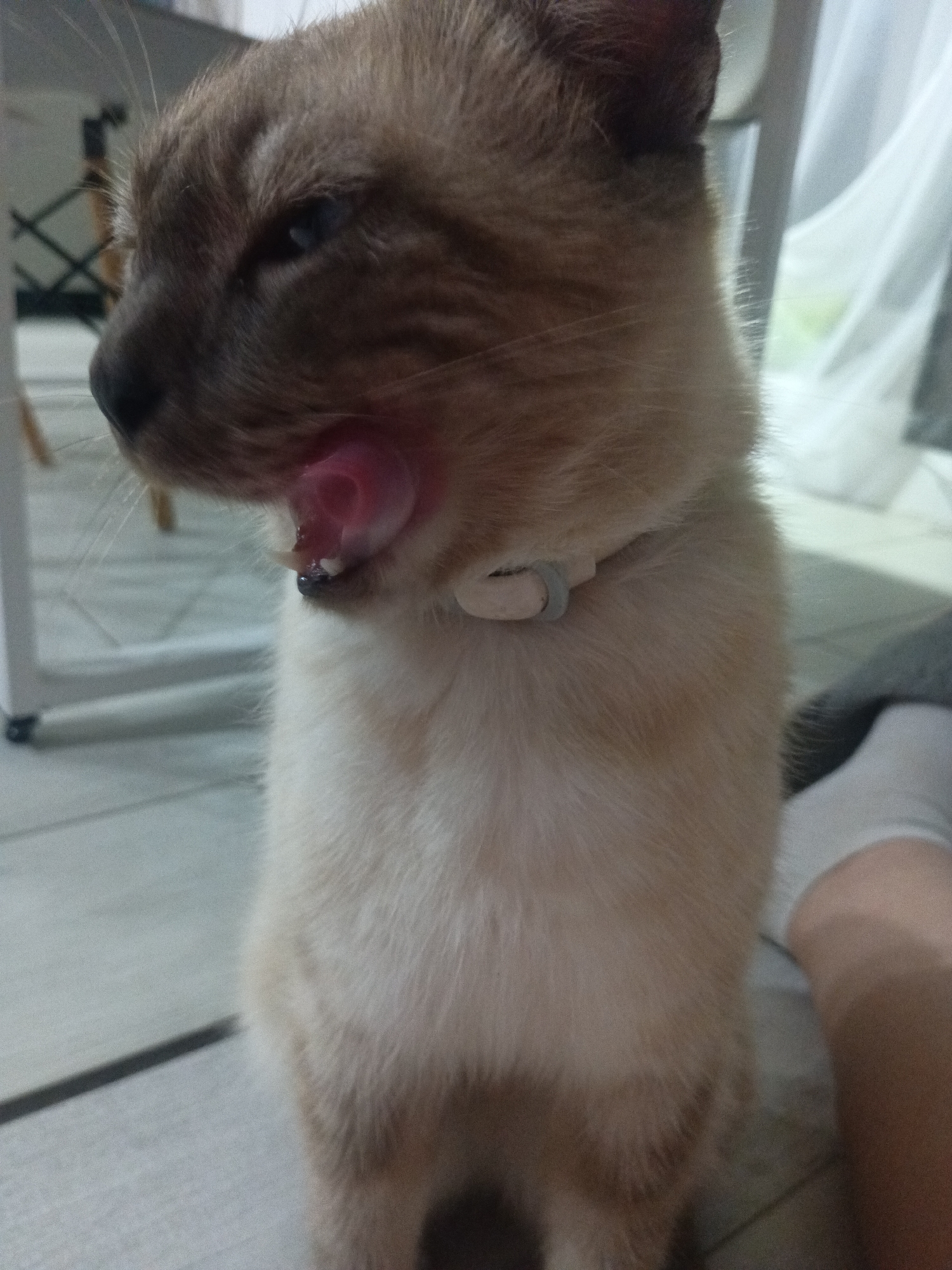 An eye-level, close-up, indoor shot shows a Siamese cat with its mouth open and tongue sticking out, as if licking or yawning. The cat is wearing a light-colored collar with a small dark object attached to it. The cat's fur is light brown with darker brown markings on its face and ears, and its eyes are blue. The background is blurred, but appears to be an indoor setting with a white curtain and part of a table or chair visible. The floor is tiled. A person's leg wearing a white sock is visible in the lower right corner of the image.