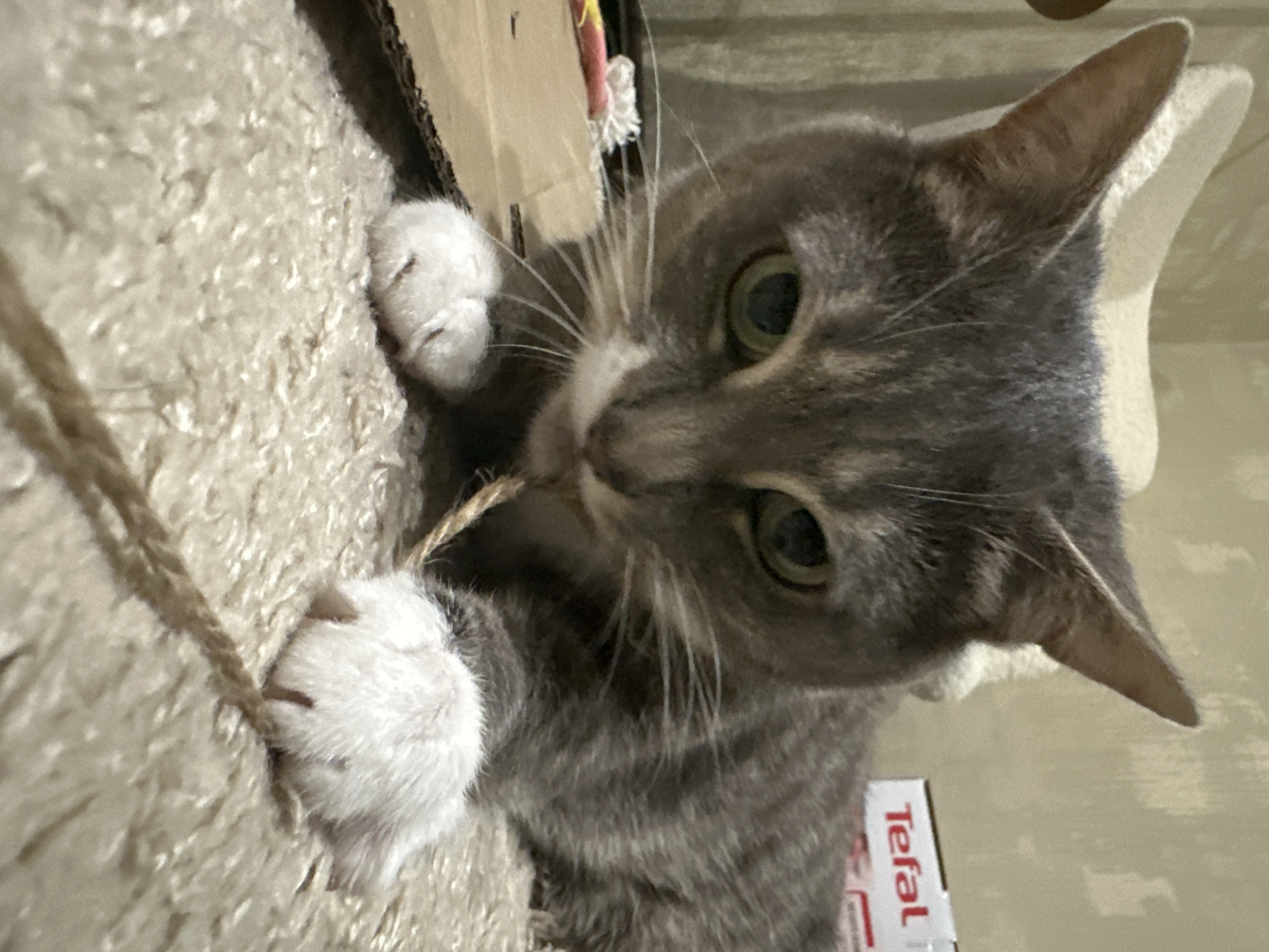 A close-up, low-angle shot shows a grey tabby cat playing with a piece of twine. The cat's head is tilted down, with its green eyes partially closed and its gaze directed at the twine. Its mouth is open, and the twine is between its teeth. The cat's front paws are visible, with one paw holding the twine down. The cat is lying on a fluffy, beige carpet, and behind it, on the right side of the frame, is a white box with red lettering that reads "Tefal." The background is blurred and appears to be a wall with a light-colored, textured surface.