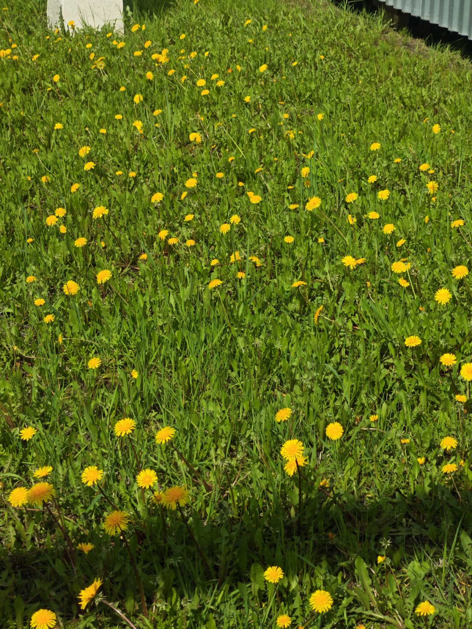 The image shows a grassy field filled with dandelions. The grass is green and lush, and the dandelions are yellow and plentiful. A portion of a white concrete post is visible in the top left of the frame. In the top right, a section of corrugated metal is visible. The location is unknown.