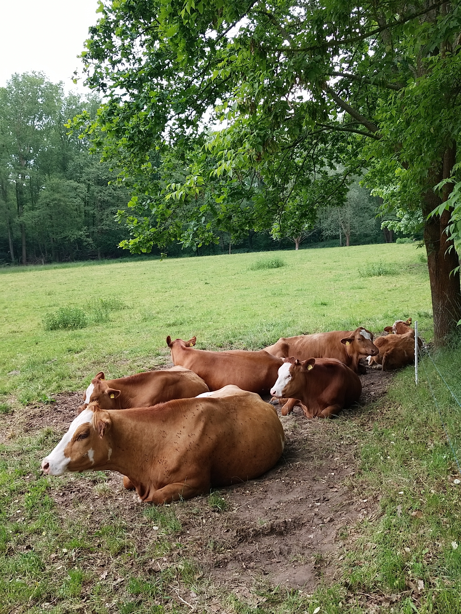 The image shows a group of light brown cows resting in a grassy field in Unknown, Unknown. The cows are lying on the ground in a shaded area beneath a large tree. The field stretches out behind them, and a forest is visible in the background. The cows appear to be relaxed and peaceful.
