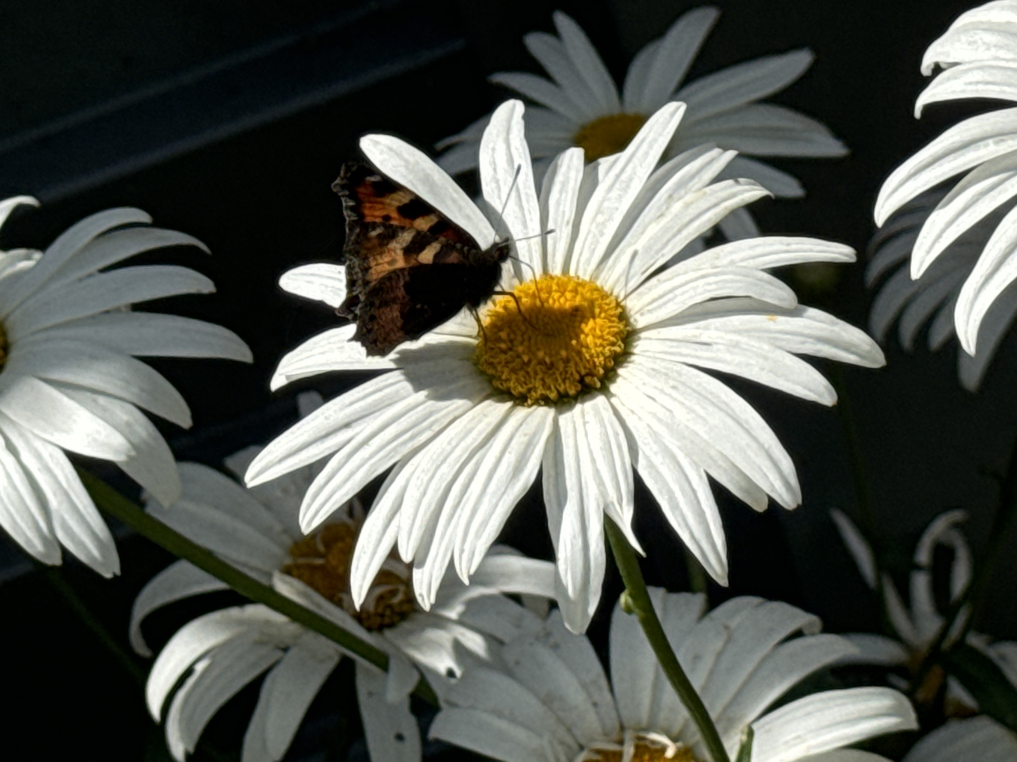 A close-up, high-angle shot captures a vibrant butterfly perched on a white daisy with a yellow center. The butterfly's wings display a striking pattern of orange, black, and white. Surrounding the central daisy are other white daisies, some in focus and others blurred in the background, creating a sense of depth. The scene is set against a dark, out-of-focus background, likely foliage or a shadowed area. The lighting suggests it is daytime, with sunlight illuminating the daisy and butterfly. This image does not provide information about its location in Waterford, Ireland.