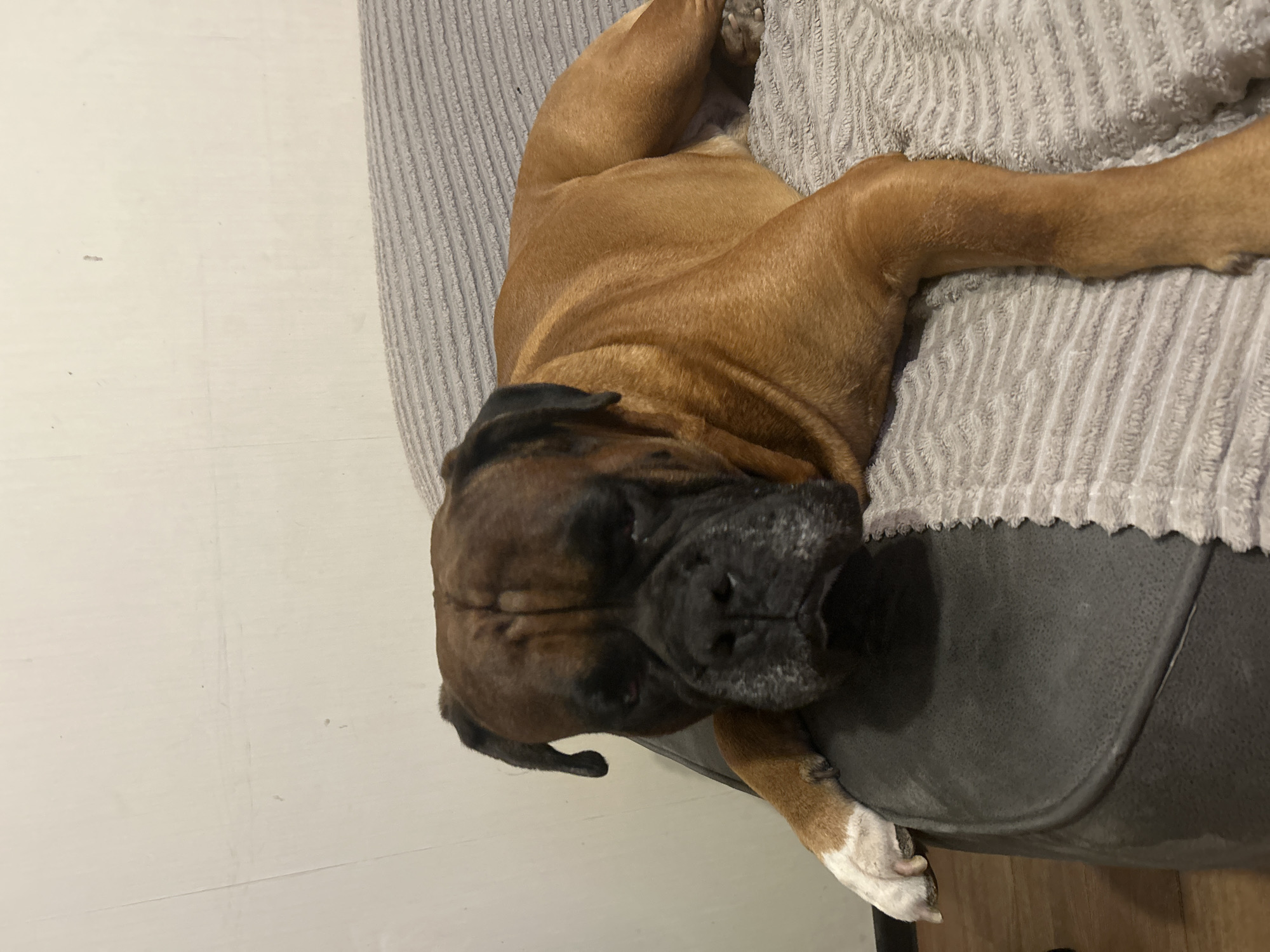 A boxer dog is lying on a textured grey blanket that covers a couch. The dog is facing the camera, with its head resting on a dark grey cushioned armrest. Its front left paw, with white markings, is visible hanging over the armrest. The dog's fur is a reddish-brown color. The background is a plain, light-colored wall.