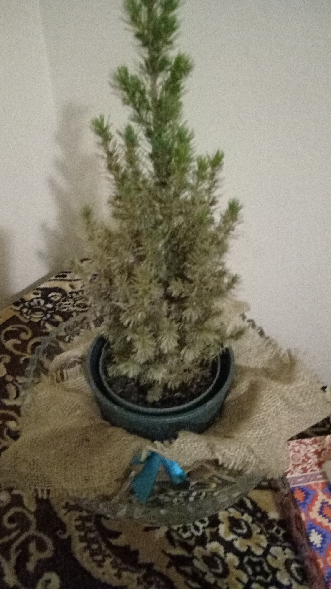 A small, potted Norfolk Island pine sits on a surface covered by a patterned cloth, with a burlap wrap and a blue ribbon around the pot. The background is a plain, light-colored wall. The location is not specified within the provided image and therefore cannot be determined.