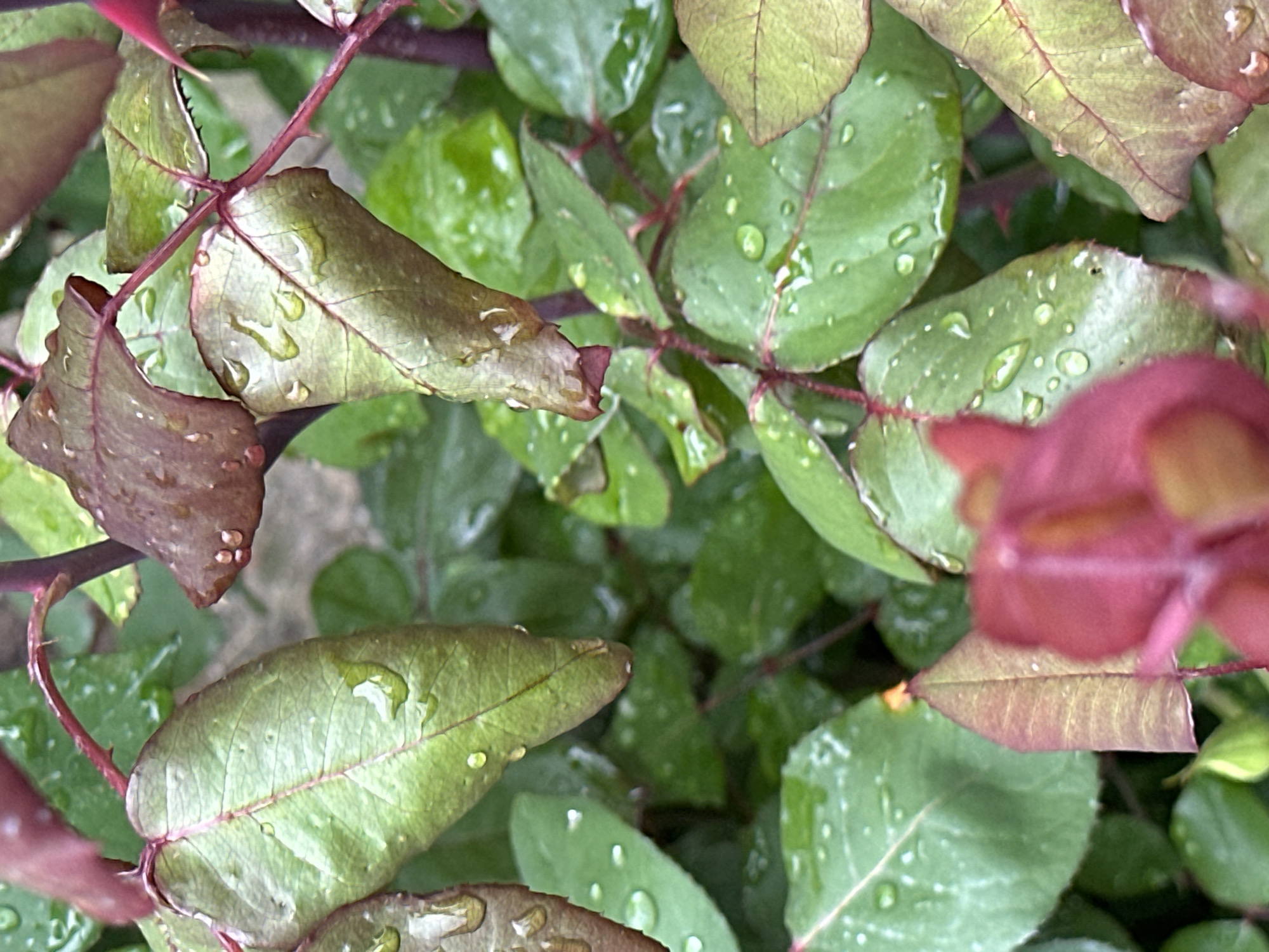 The image shows a close-up view of green leaves and reddish-brown stems, likely from a rose bush, covered in water droplets. The background is out of focus, consisting of more green foliage. The scene is not readily identifiable as being specifically located in the city of Slavyani, Bulgaria, without additional context. There are no people, subjects, or explicit actions discernible in the image. The scene depicts a garden or natural setting after a rain shower.