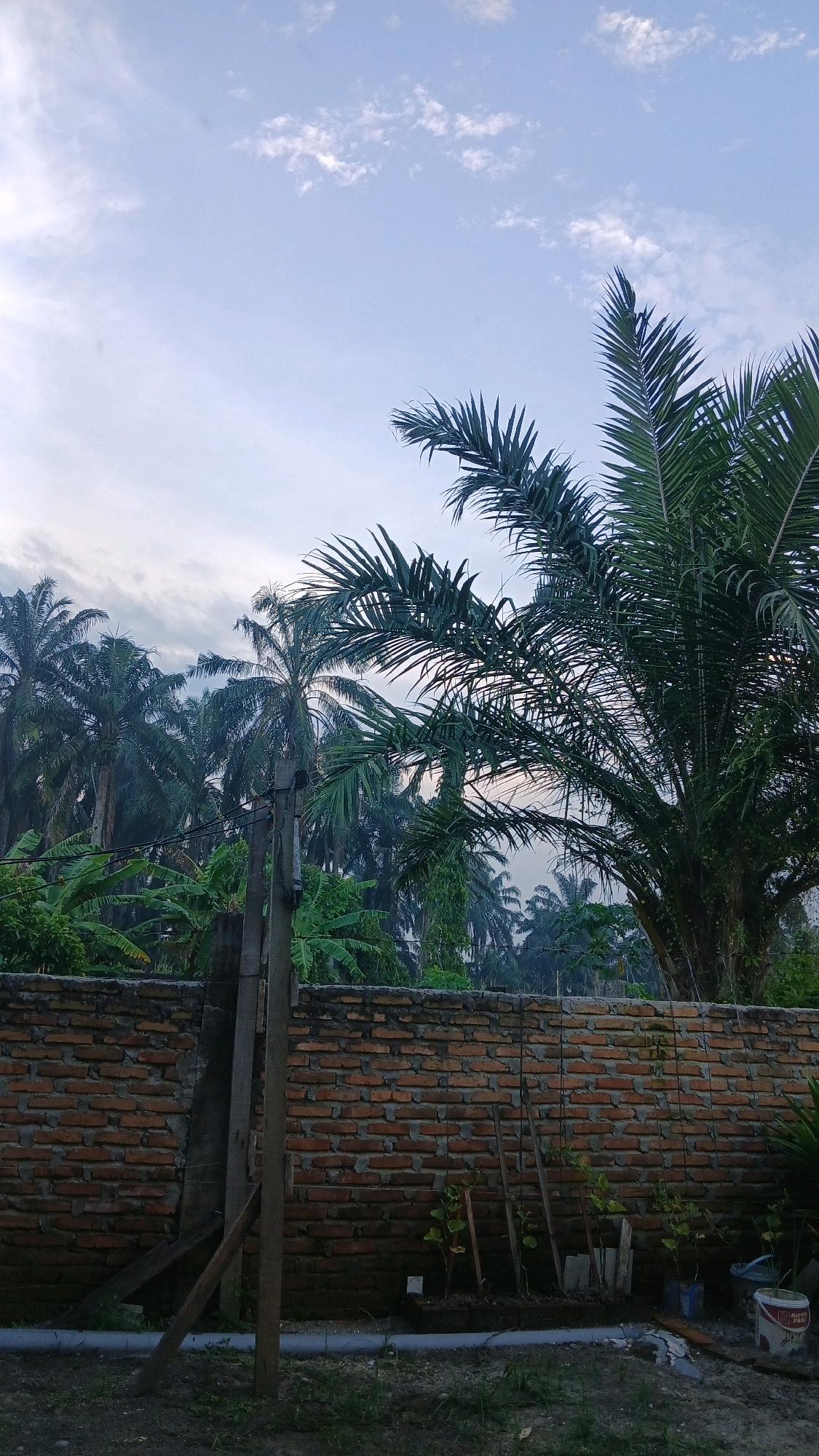 The image depicts an outdoor scene in Hamparan Perak, Indonesia, likely during early morning or late afternoon due to the soft, diffused light and the overcast sky. In the foreground, a low, weathered brick wall runs horizontally across the frame. The wall is partially covered in moss and appears to be old. Behind the wall, a dense line of palm trees and banana plants are visible, creating a lush, tropical backdrop. The palm trees are tall and slender, with their fronds reaching towards the sky.
To the left of the frame, a wooden pole stands vertically, supporting some wires. A concrete post is also visible, leaning against the brick wall. In the lower right corner, several young plants are growing in pots or directly in the ground, with wooden stakes providing support. A white bucket and a smaller blue container are also present on the ground. The ground itself is covered in dry grass and dirt, with a grey pipe running along the bottom of the frame.
The sky is a pale blue with scattered white clouds. The overall atmosphere is peaceful and suggests a rural or semi-rural setting. There are no people visible in the image. The scene appears to be a quiet, natural landscape with man-made elements integrated into it. The presence of palm trees and banana plants strongly indicates a location within a tropical region, consistent with Hamparan Perak, Indonesia.