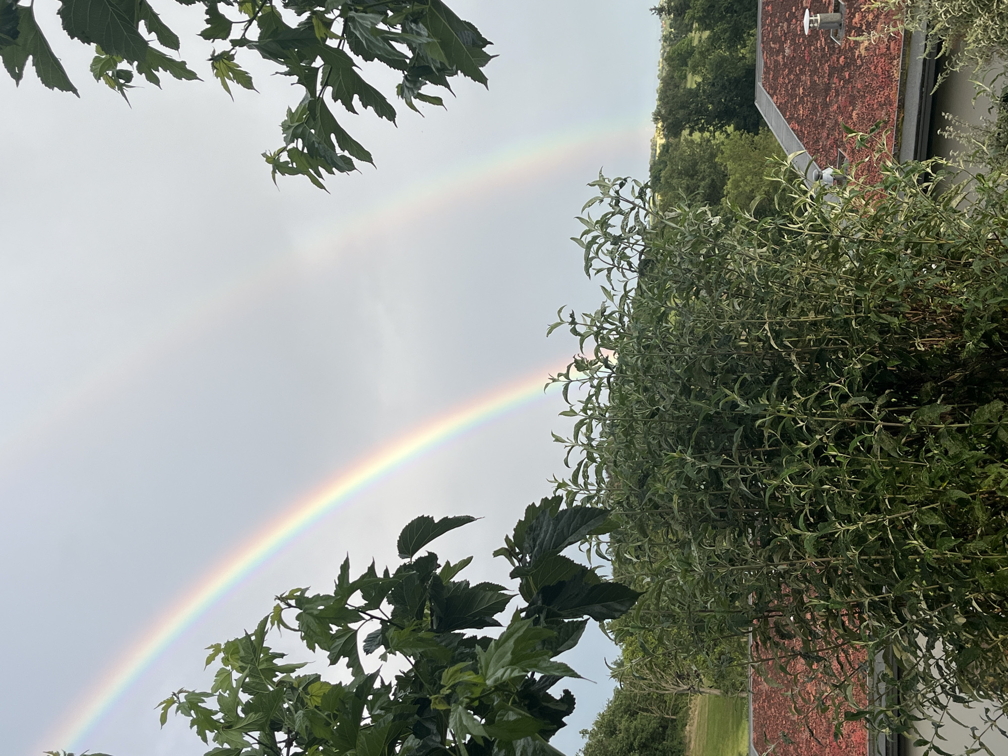 A vibrant double rainbow arches across an overcast sky in this outdoor scene from Chambœuf, France. The primary rainbow displays clear, vivid colors, extending from the bottom left towards the upper right of the frame, with a fainter secondary rainbow visible just above it. The sky, a soft grey, suggests recent rainfall.
The foreground and sides of the image are framed by lush green foliage from trees and bushes. In the upper left and lower center, large, deeply lobed leaves from a tree extend into the frame. On the right side and lower right, dense, light green bushes with smaller leaves fill a significant portion of the view. Partially visible behind these bushes on the right is a building with a distinctive reddish-brown tiled roof and a light-colored vent or chimney.
In the background, beyond the building and foliage, rolling green hills and more trees can be seen, indicating a serene, natural or semi-rural landscape. The time of day appears to be during daylight hours, likely after a rain shower, with diffused lighting. There is no visible text in the image.