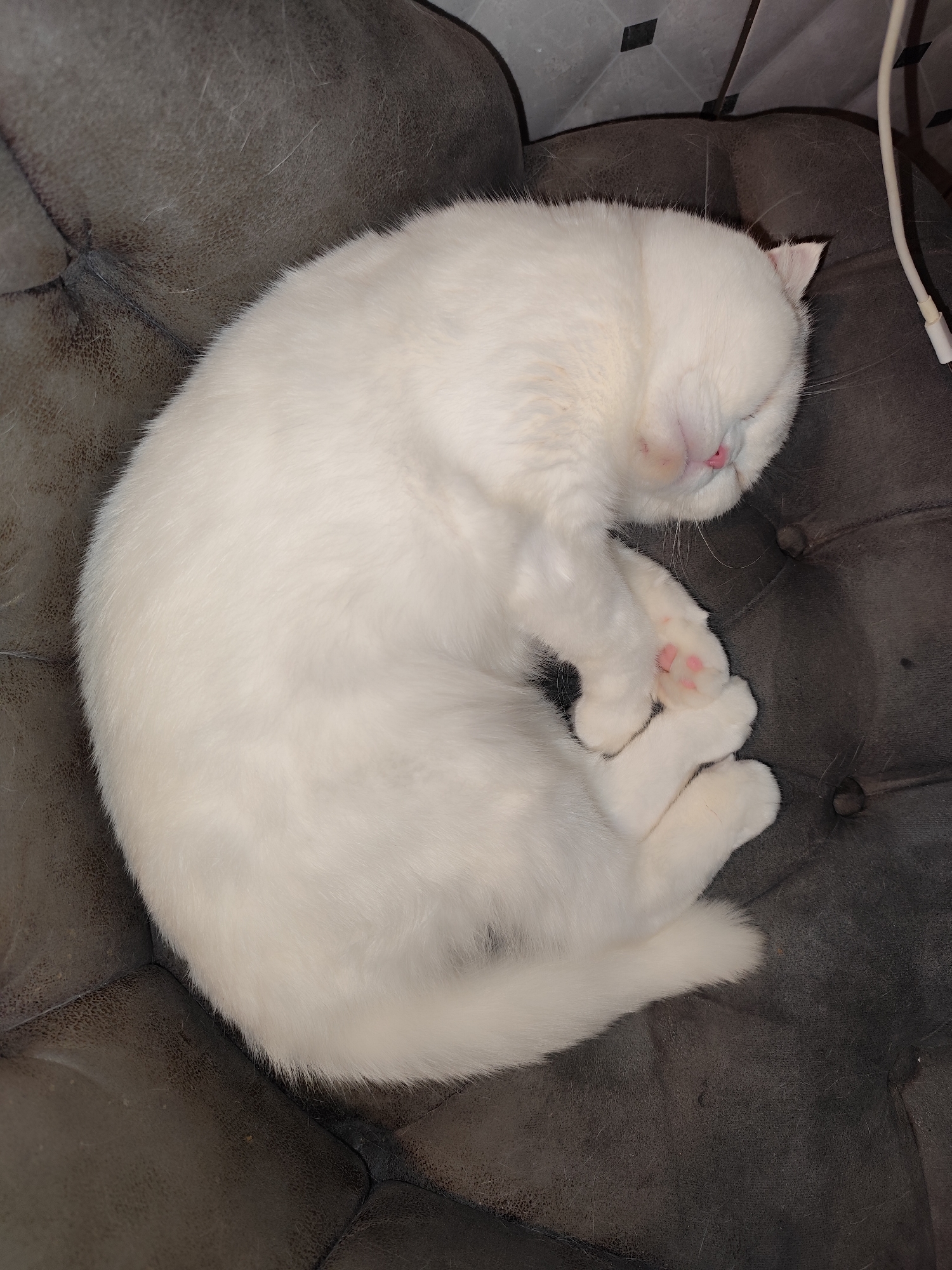 A white cat is curled up asleep on a grey tufted sofa. The cat's nose is pink, and its paws are visible, showing pink paw pads. A white charging cable is visible in the upper right corner of the frame. The location is inferred to be in Sarıyer, Turkey, but this is not explicitly depicted in the image.