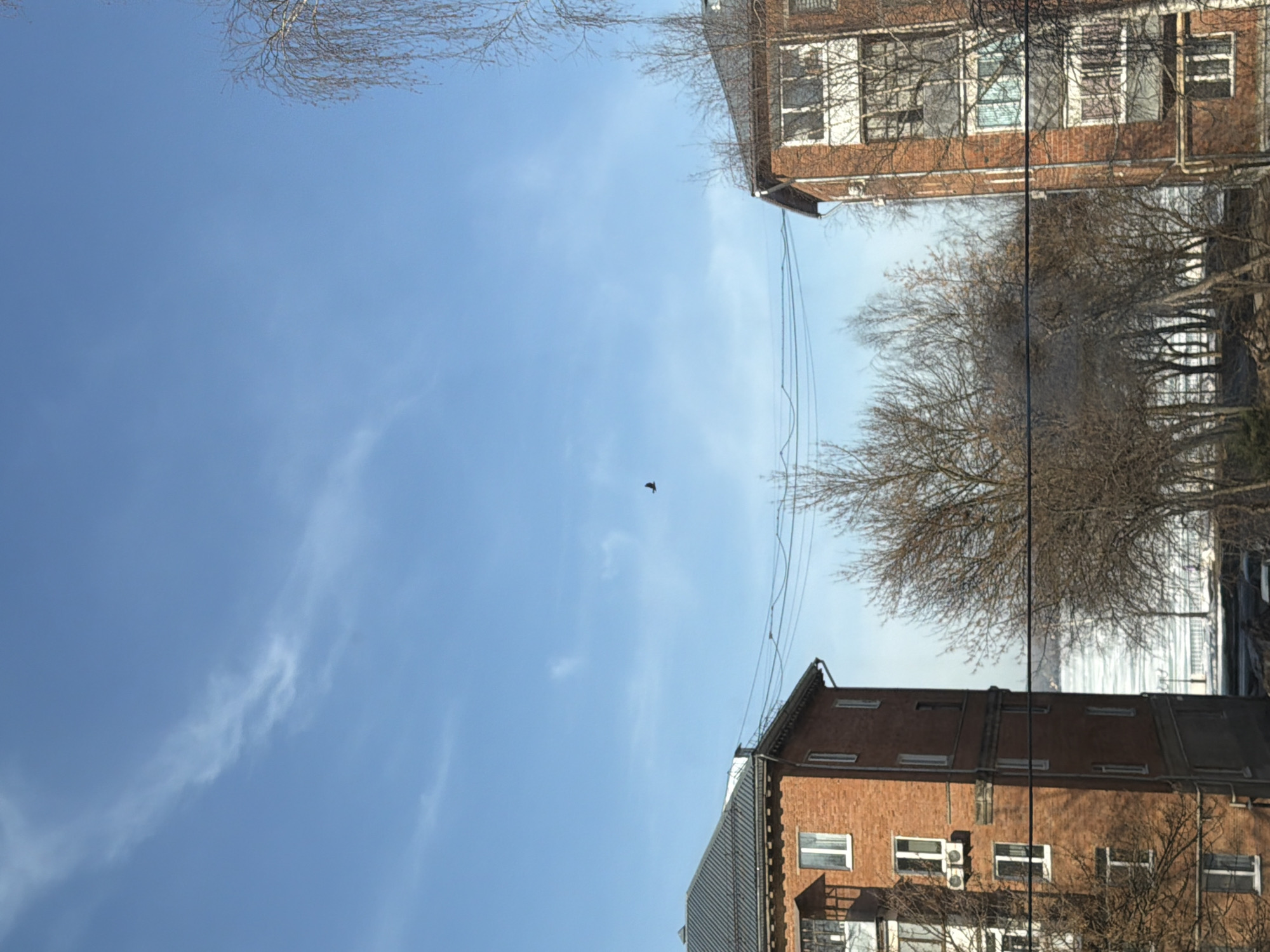 The image shows a view of the sky in Votkinsk, Russia. Two brick buildings are visible on either side of the frame. Bare trees are interspersed between the buildings and the sky. Power lines stretch between the buildings. A single bird is flying in the sky. The sky is blue with some wispy clouds.