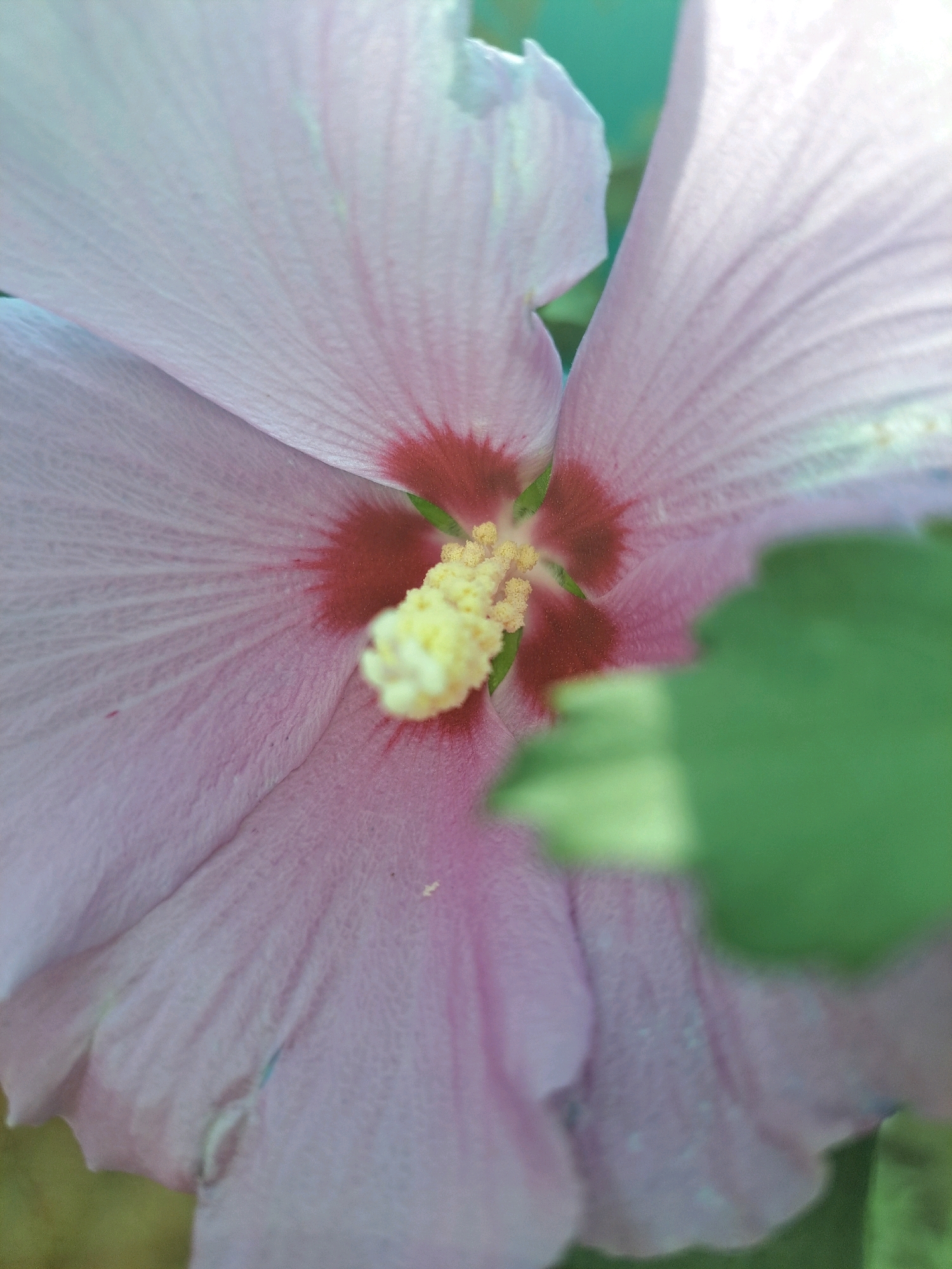 This is an extreme close-up, macro photograph of a pink hibiscus flower, with a focus on its pistil and stamens. The pistil is a bright yellow, with a slightly fuzzy texture. The stamens surround the pistil, and are also yellow. The petals of the flower are a delicate pink, with visible veins running through them. A small portion of a green leaf is visible in the background, slightly out of focus. The lighting is soft, highlighting the textures and colors of the flower. The location of Vypasne, Ukraine, is not visually represented in this image; it is solely a close-up of a flower.