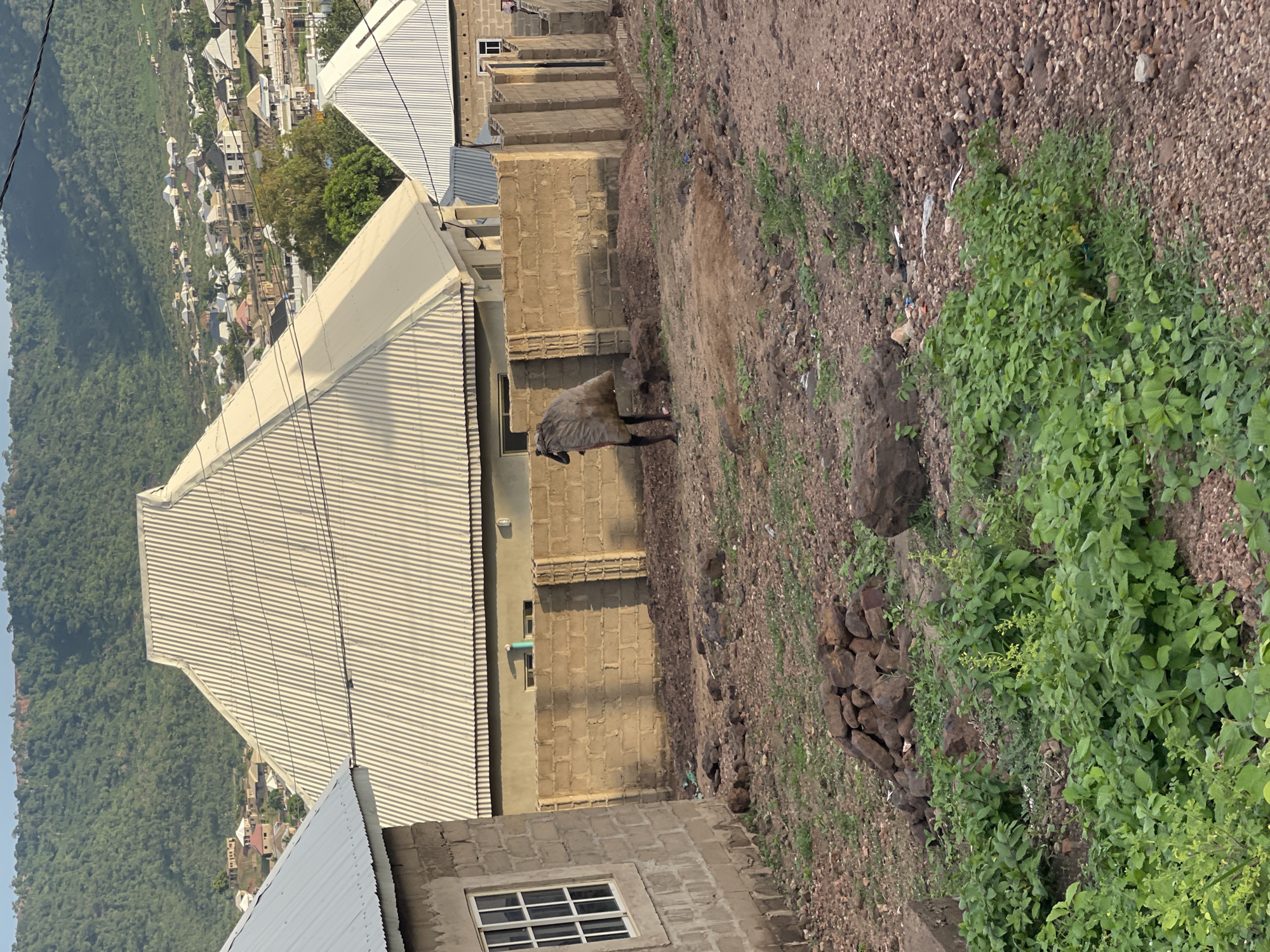 This image, when viewed in its correct landscape orientation, captures a daytime scene from a hilly, semi-urban area, consistent with the Lokoja, Nigeria context.
In the mid-ground, a dark-colored animal, resembling a cow or bull with a shaggy coat, stands on uneven, reddish-brown ground. Behind the animal, several buildings constructed from concrete blocks are visible. Some of these structures appear to be unfinished or under construction, while others feature light-colored corrugated metal roofs. A prominent building with a long, ridged roof dominates the left side of the mid-ground, suggesting a larger structure or commercial building.
The foreground consists of dry, rocky earth interspersed with patches of vibrant green vegetation, including small plants and bushes. Scattered debris, such as plastic remnants, can be seen among the foliage and on the ground. A pile of dark rocks is also visible in the lower right foreground.
In the background, a sweeping expanse of densely forested green hills or mountains stretches across the horizon under a clear, bright sky. Closer to the mid-ground, within this natural landscape, numerous smaller buildings with similar architectural styles are visible, indicating a settlement nestled among the hills. Thin power lines or utility cables cut across the upper left portion of the image.
The clear sky and distinct shadows suggest it is daytime, likely late morning or early afternoon. No specific human activity or visible text is present in the frame. The scene portrays a blend of natural environment and human construction, with a rustic, developing character.