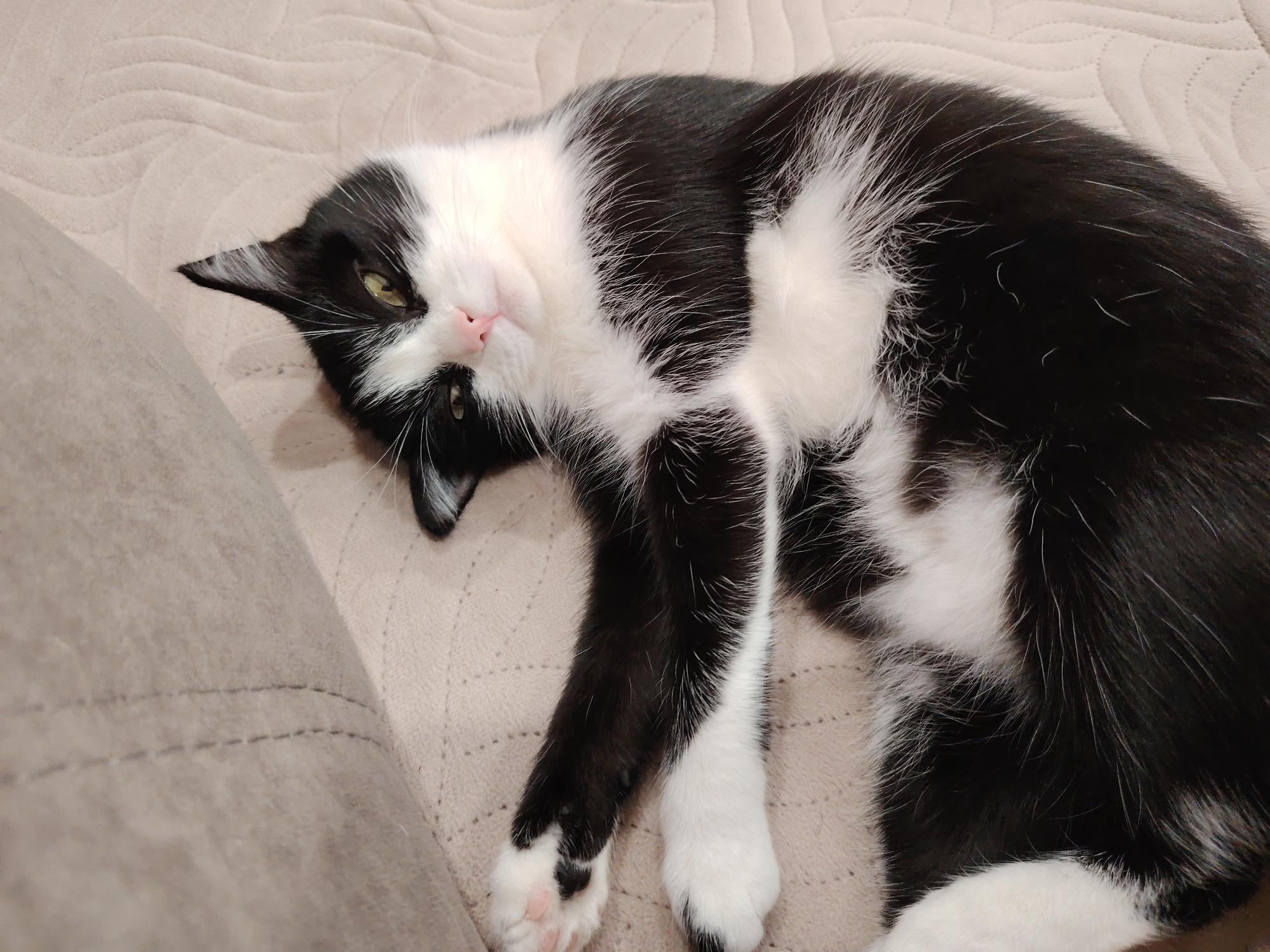 A black and white cat is lying on its back on a beige, quilted surface. The cat is mostly black with white patches on its chest, belly, and paws. Its eyes are green and it is looking towards the camera. Its nose is pink. The surface appears to be a blanket or upholstery. The lighting is soft and even, suggesting an indoor setting. The image is taken from a slightly elevated angle, looking down at the cat. There are no other subjects or objects visible in the frame. The location is Unknown, Unknown.