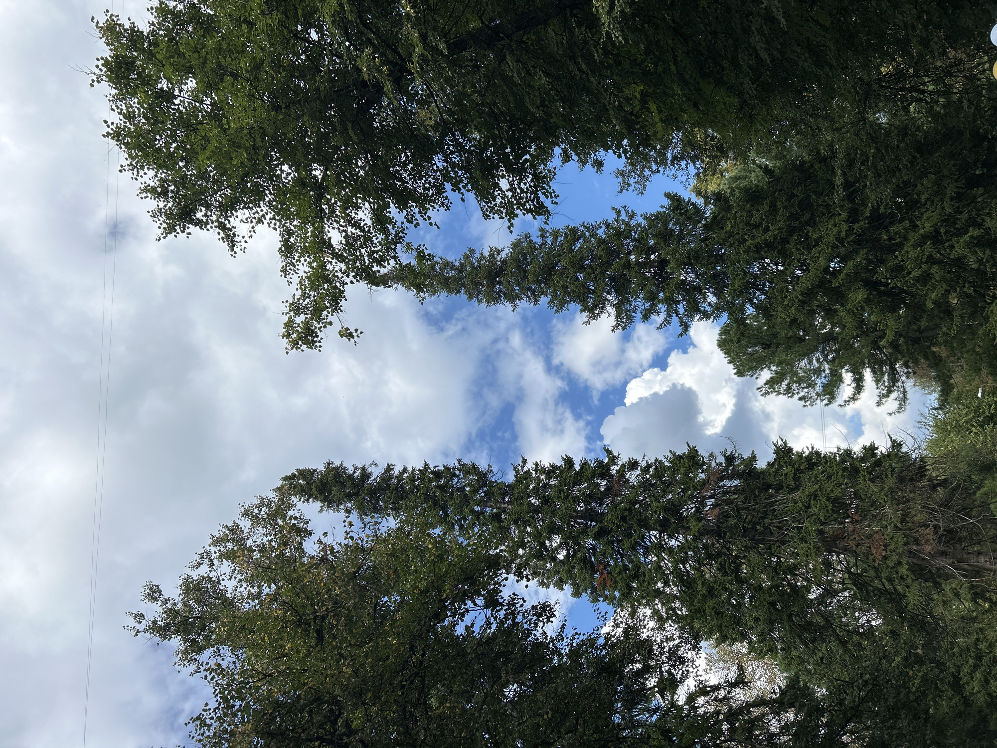 The image depicts a view looking up through tall evergreen trees and deciduous trees towards a cloudy sky. Two prominent, narrow evergreen trees are positioned in the center, with dense green foliage. To the left and right, the canopies of broader, leafy deciduous trees frame the view. The sky is a mix of blue patches and white clouds, with two thin wires stretching horizontally across the upper portion of the frame. The scene appears to be outdoors, possibly in a park or forest area. The description provided about the image's location in Tomsk, Russia, is external information and cannot be verified from the image content itself.