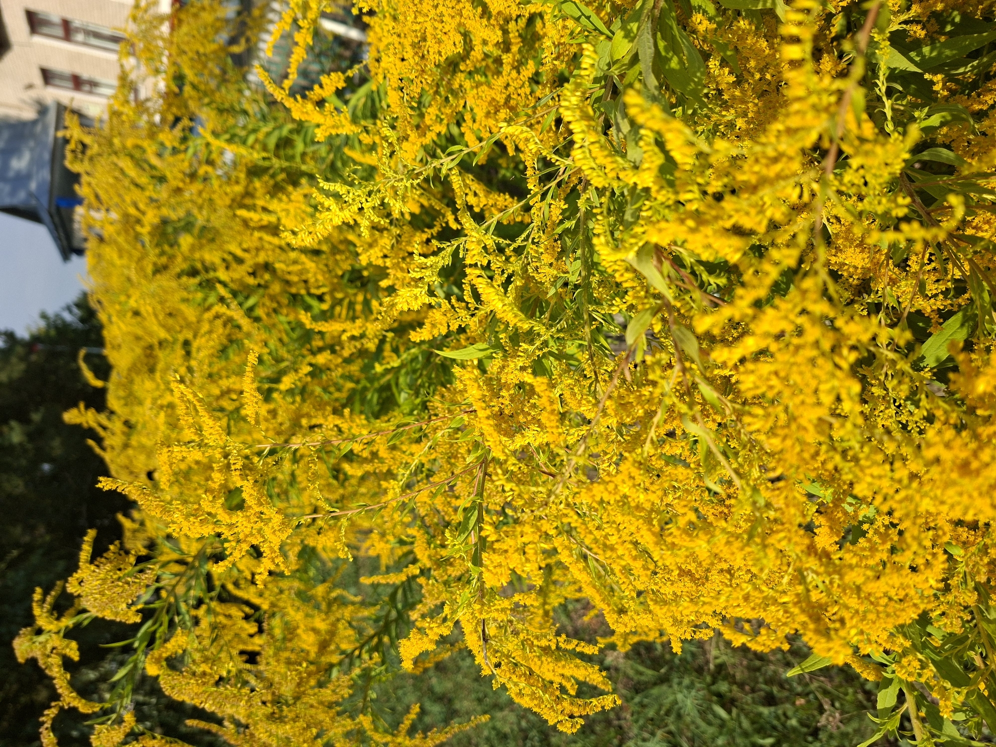 A medium shot captures a dense thicket of goldenrod flowers, their bright yellow blooms dominating the frame. The flowers are clustered together on thin, wispy stems, creating a soft, feathery texture. In the background, out of focus, a light-colored building with windows and a dark roof is visible, suggesting a residential area. Trees with dark foliage are also present in the far background. The image appears to be taken outdoors, likely in a garden or natural setting within the city of Oleksandropil, Ukraine. No people are present in the scene.